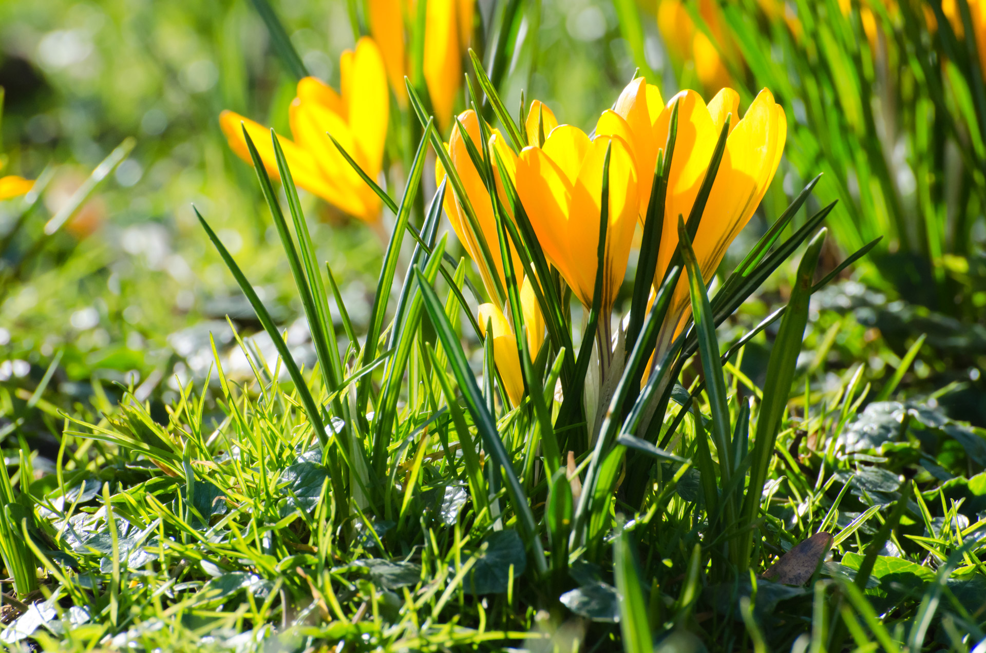 Yellow Spring Flowers Free Stock Photo - Public Domain Pictures
