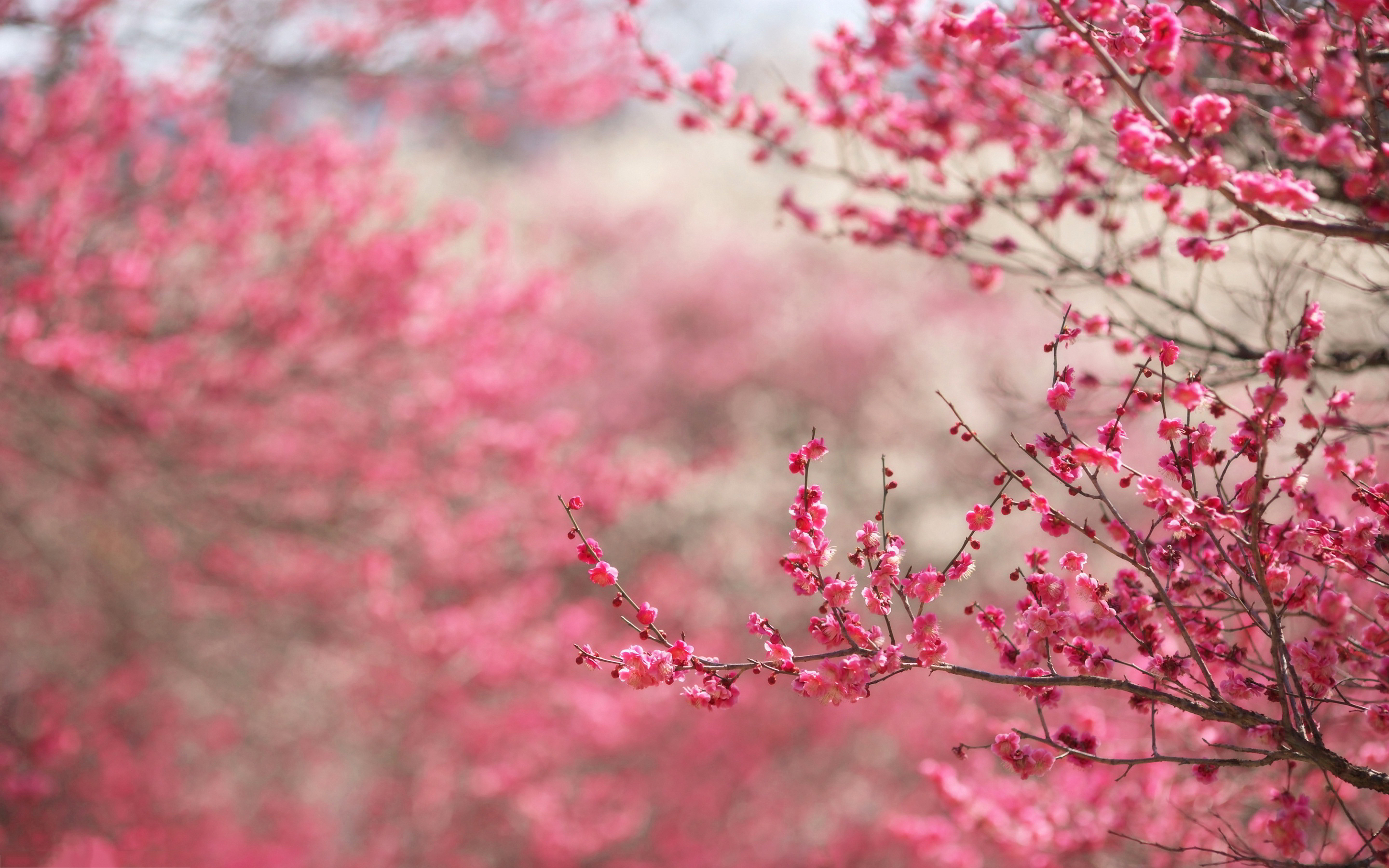 Cherry Blossom Computer Wallpapers Group (80+)