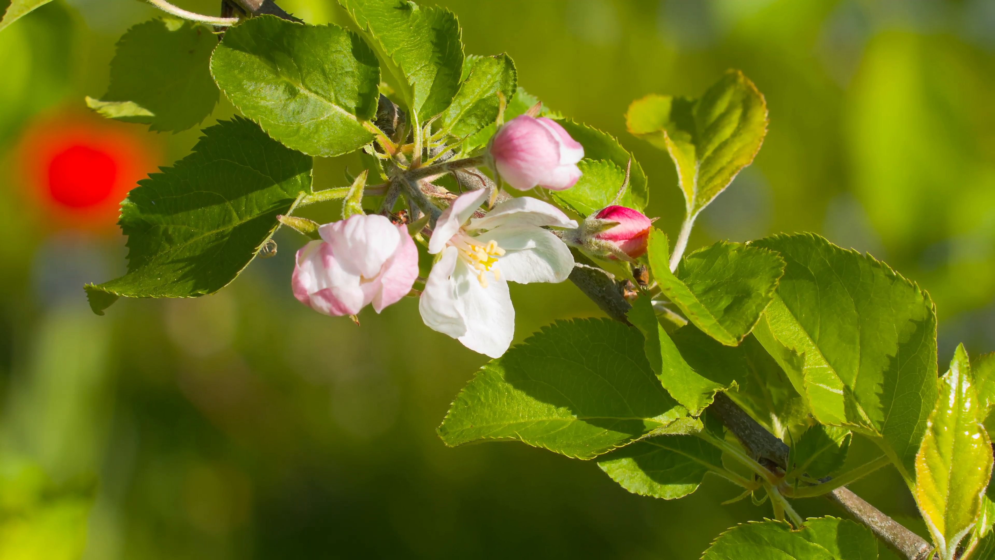 Apple spring flowers, blossoming branch 4k Stock Video Footage ...