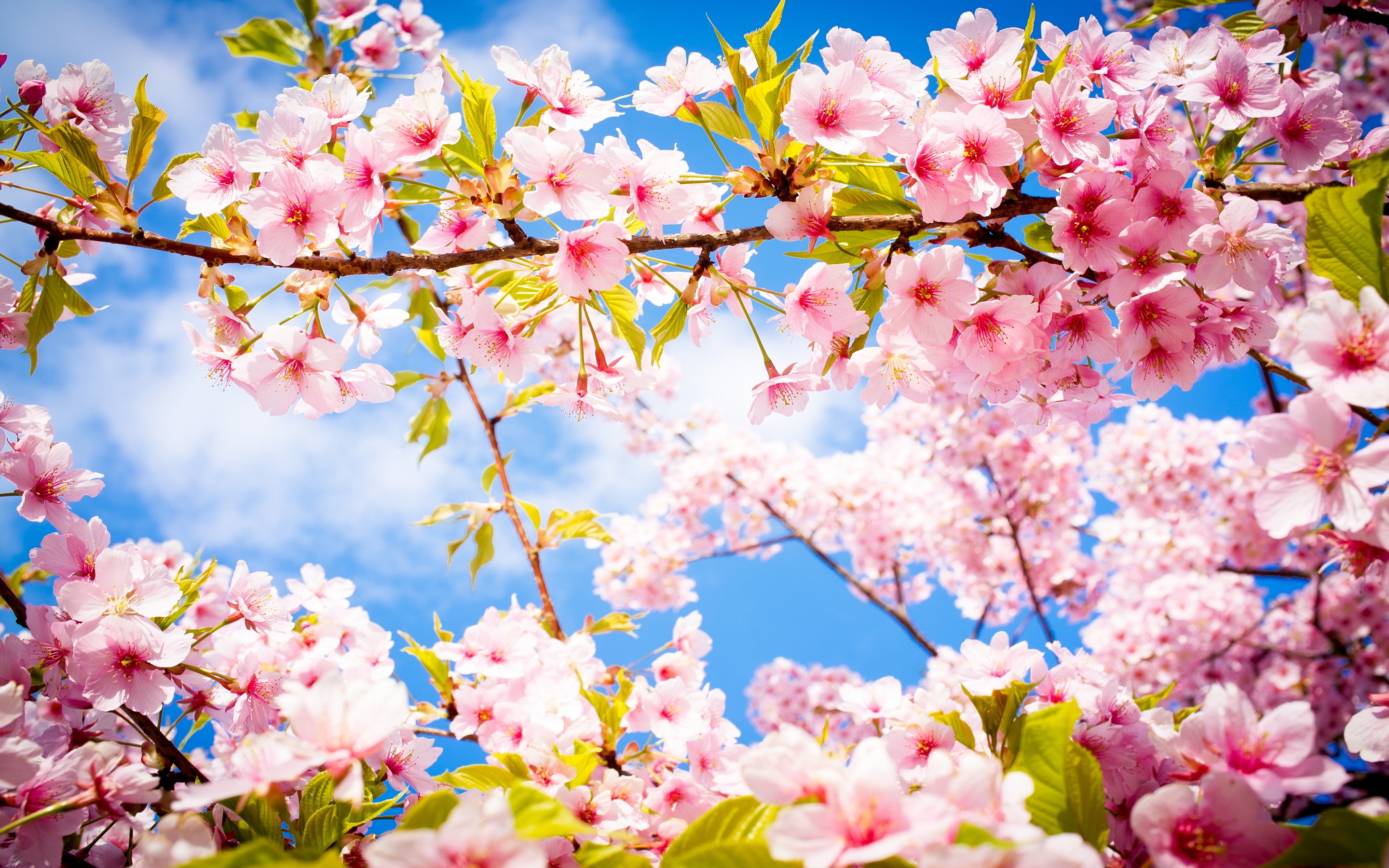 The meaning and symbolism of the word - «Spring»
