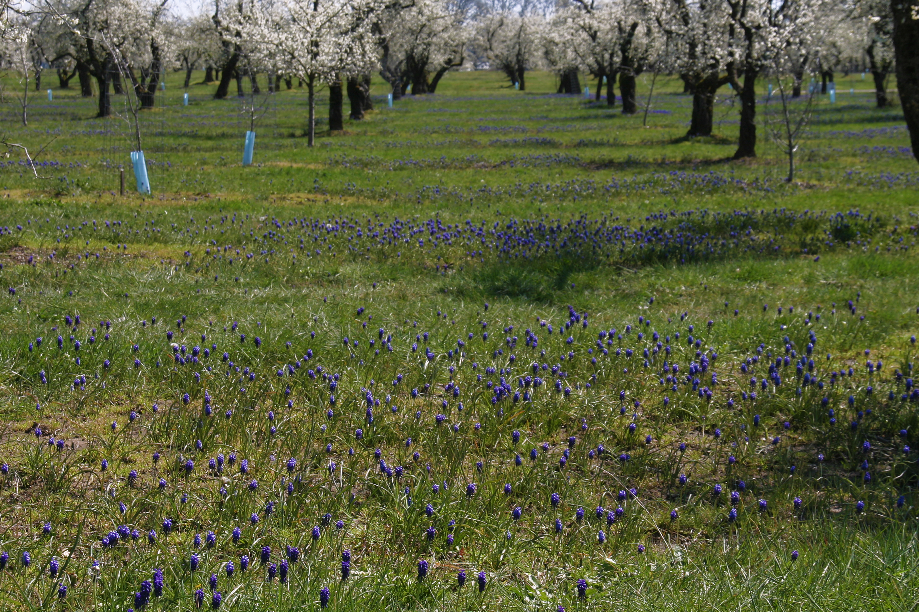 Spring flowers in the willamette valley, oregon photo