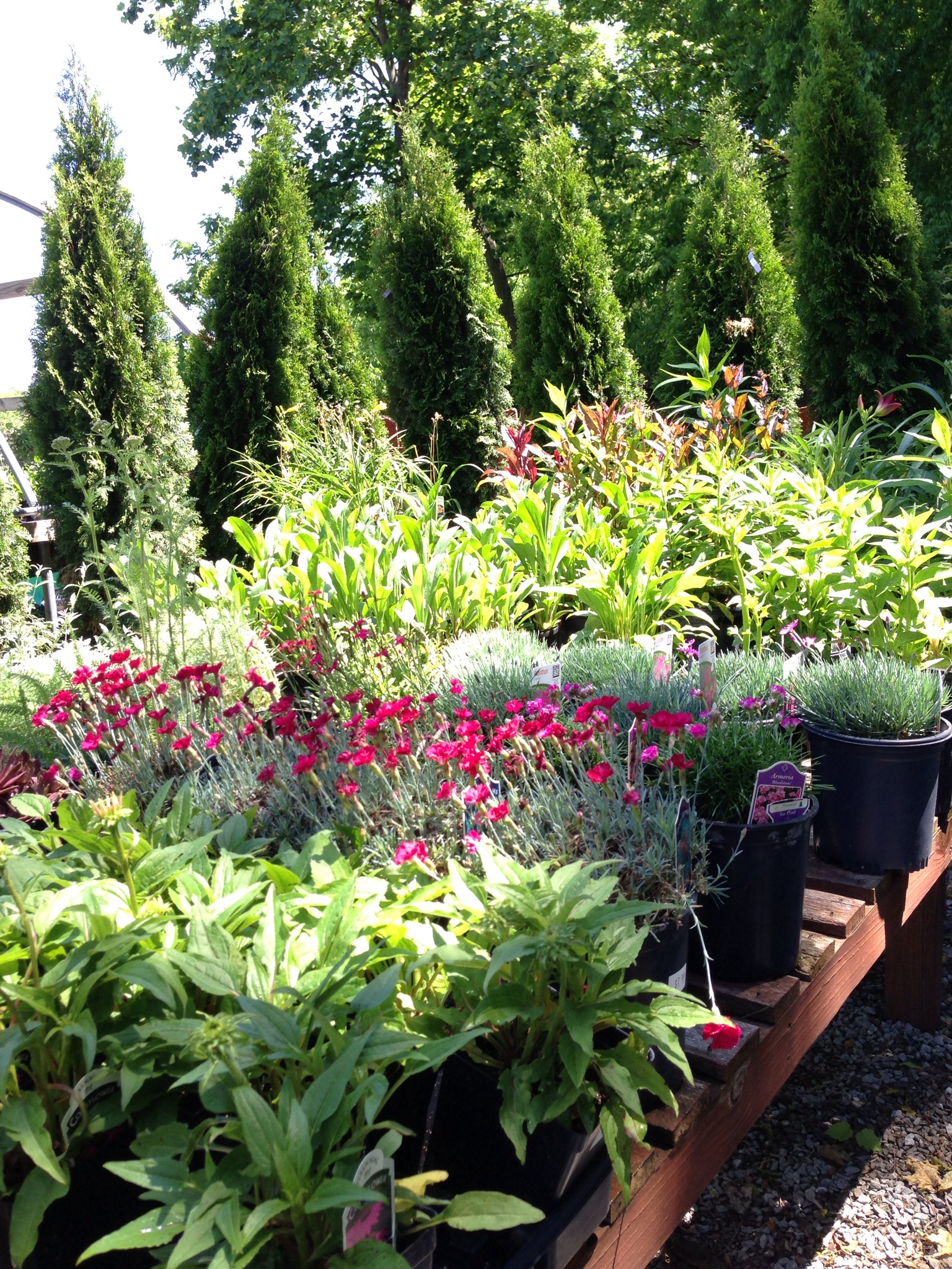 Spring, Sprung, Plant! | JVI Secret Gardens