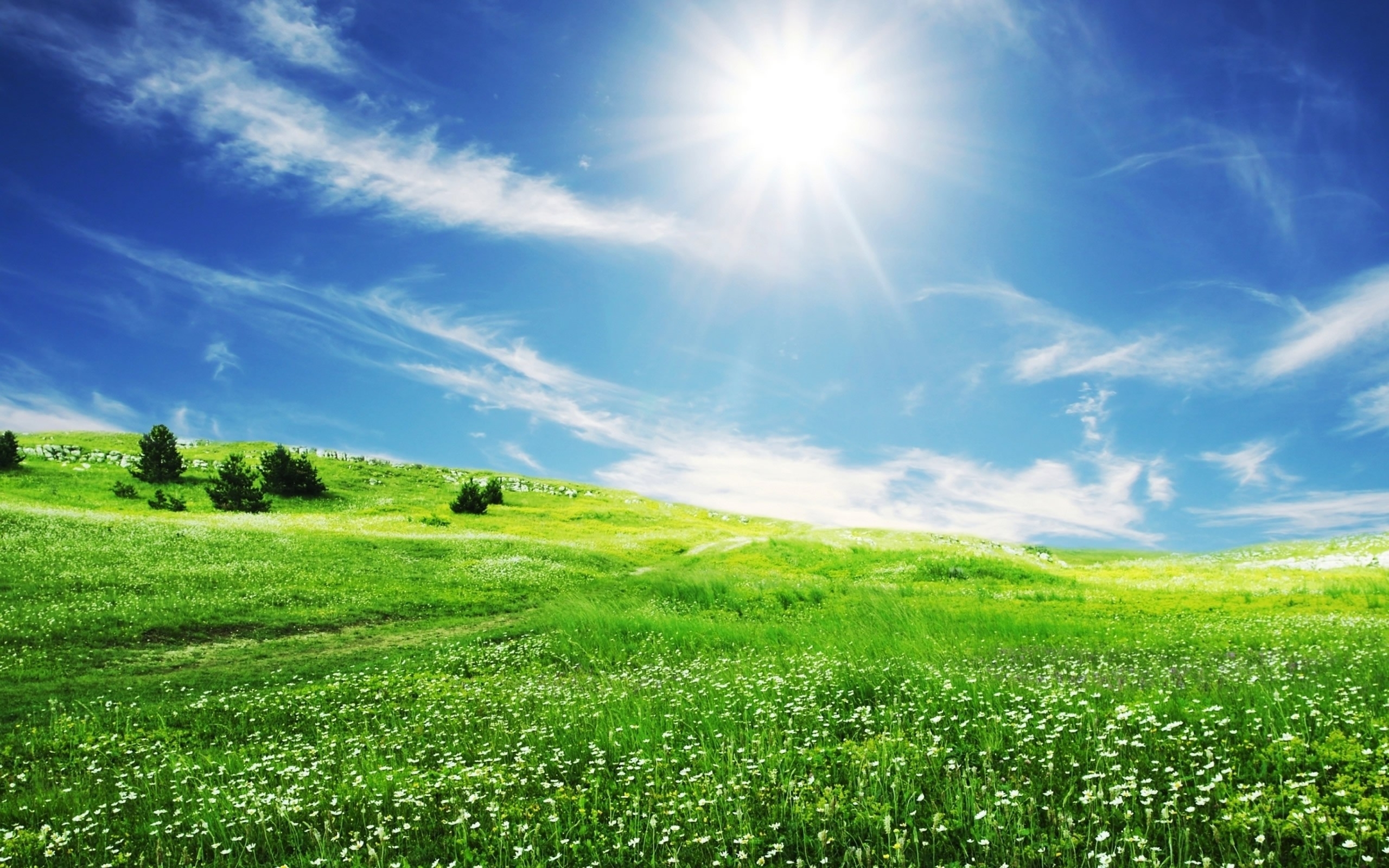 spring-grass-bright-sun-wallpapers_38834_2560x1600 - Parking Suns