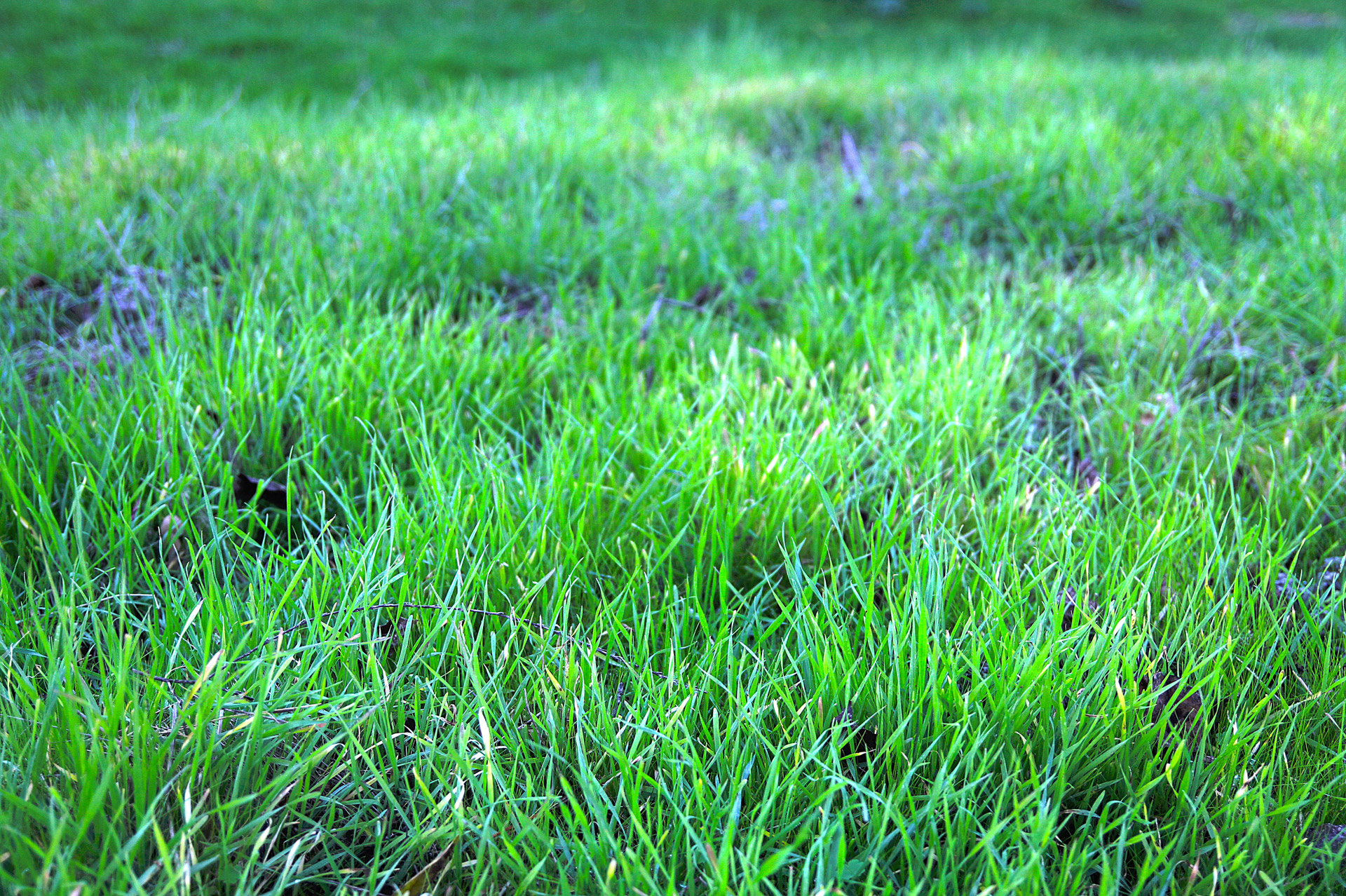 Spring Grass Free Stock Photo - Public Domain Pictures