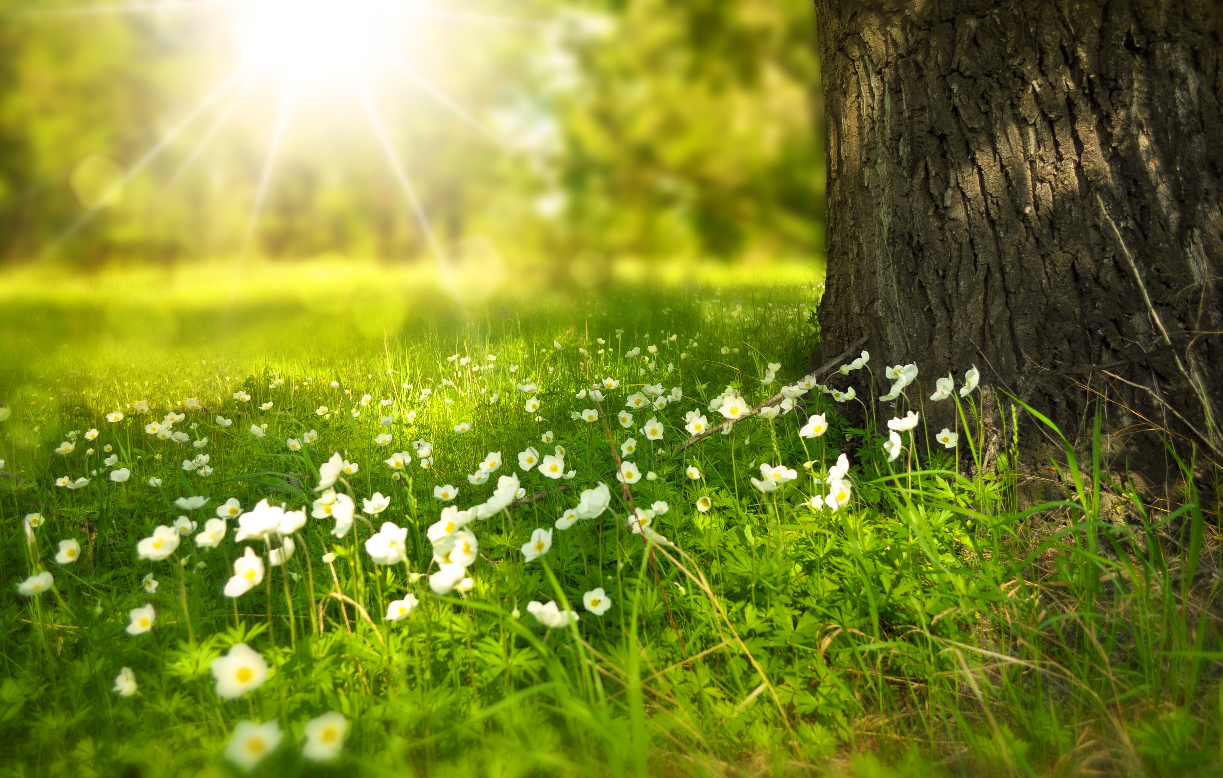 Free Images : tree, nature, forest, light, plant, wood, sun, field ...