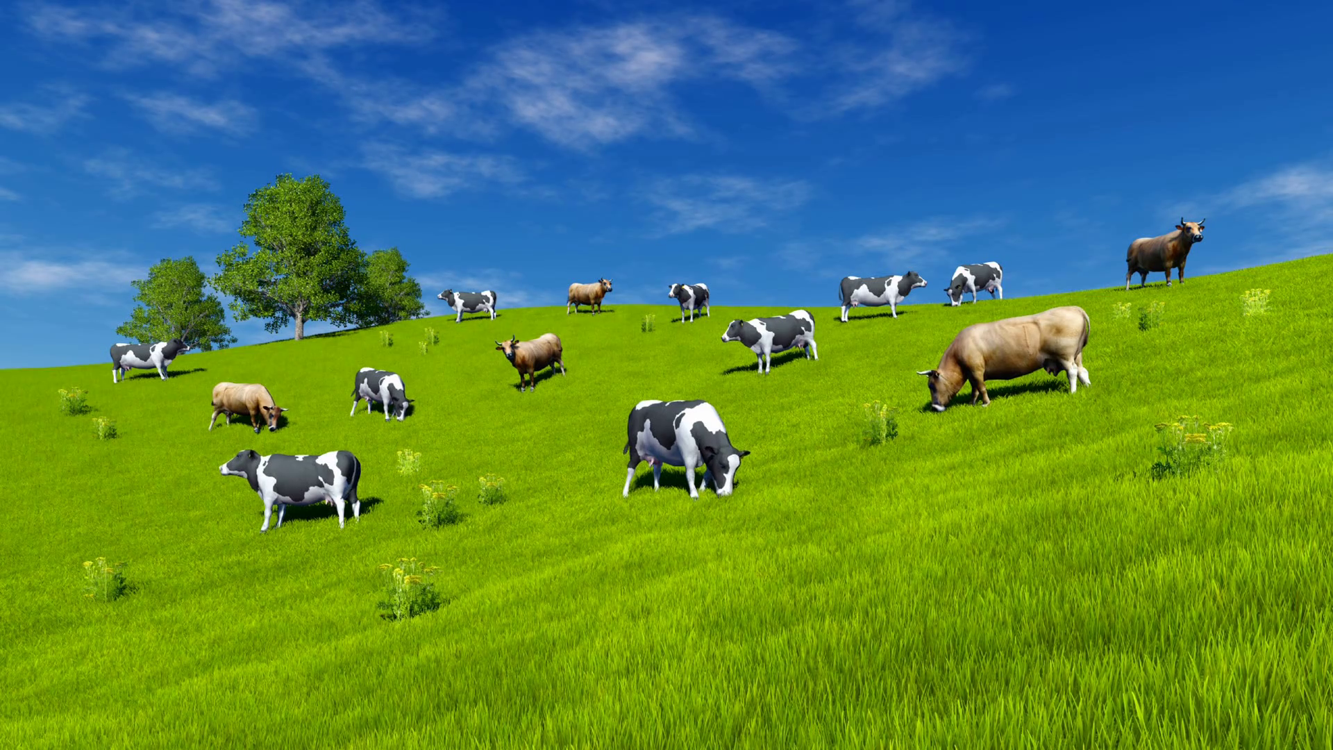 Herd of mottled dairy cows graze on the open meadow covered with ...