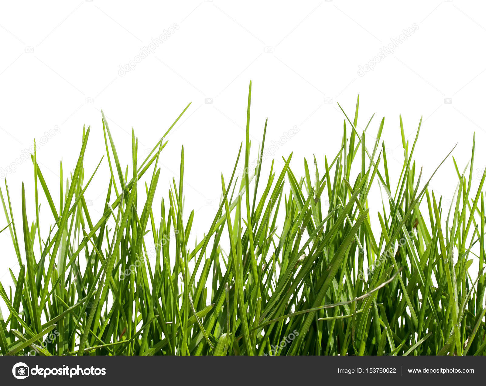 spring green grass on white isolated background — Stock Photo ...