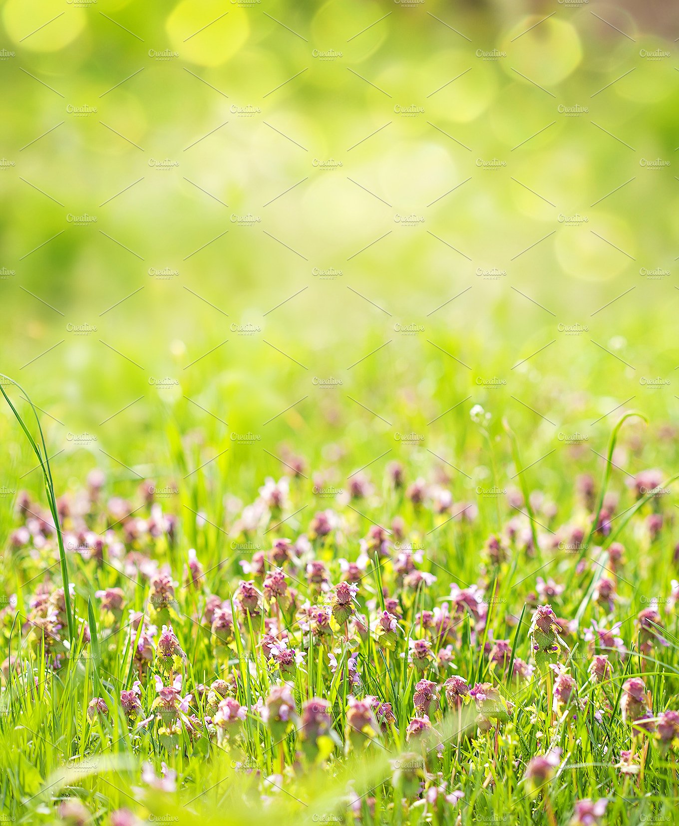 Sunny spring green grass and pink fl ~ Nature Photos ~ Creative Market