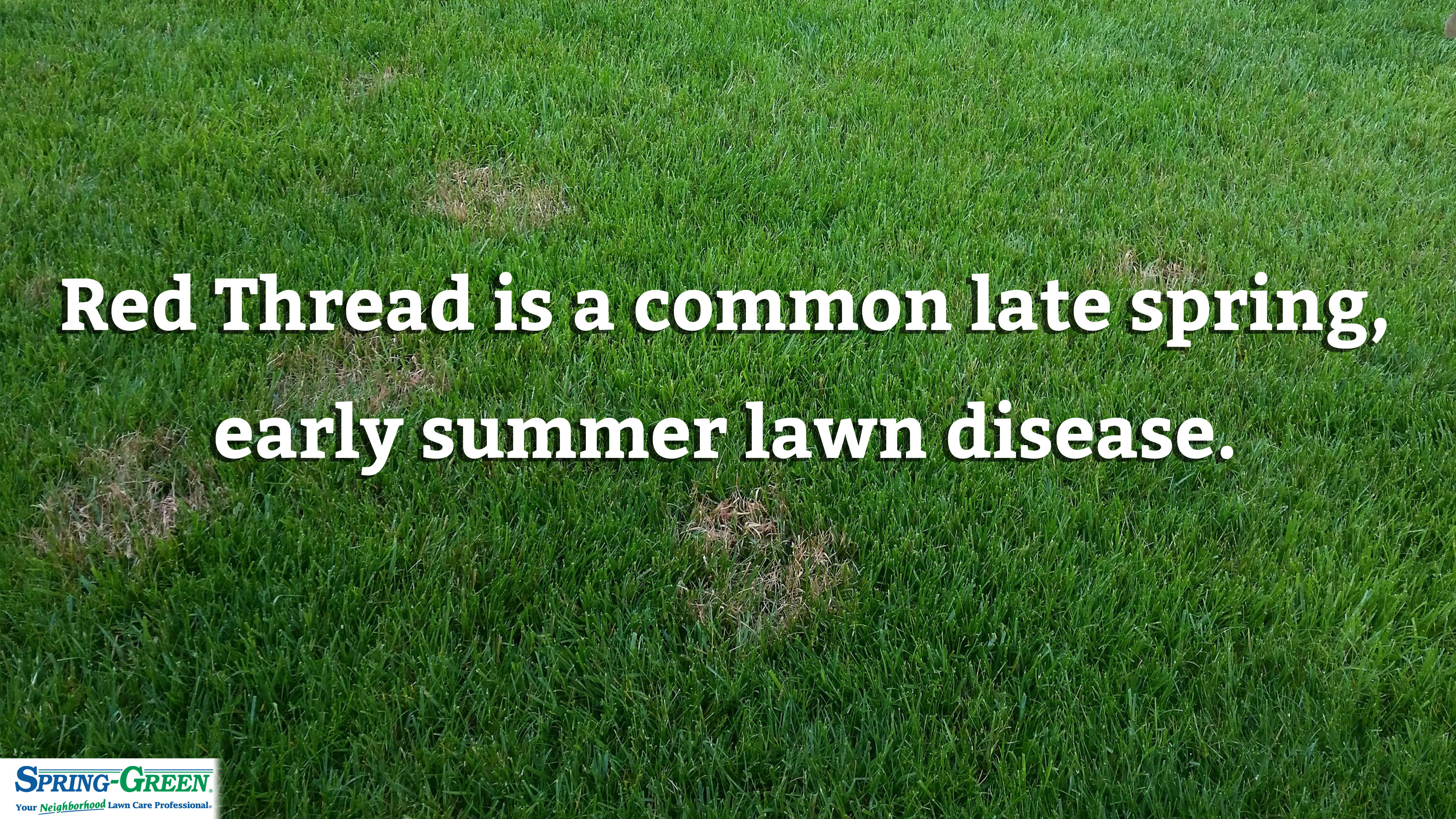 How To Control And Treat Red Thread Lawn Disease