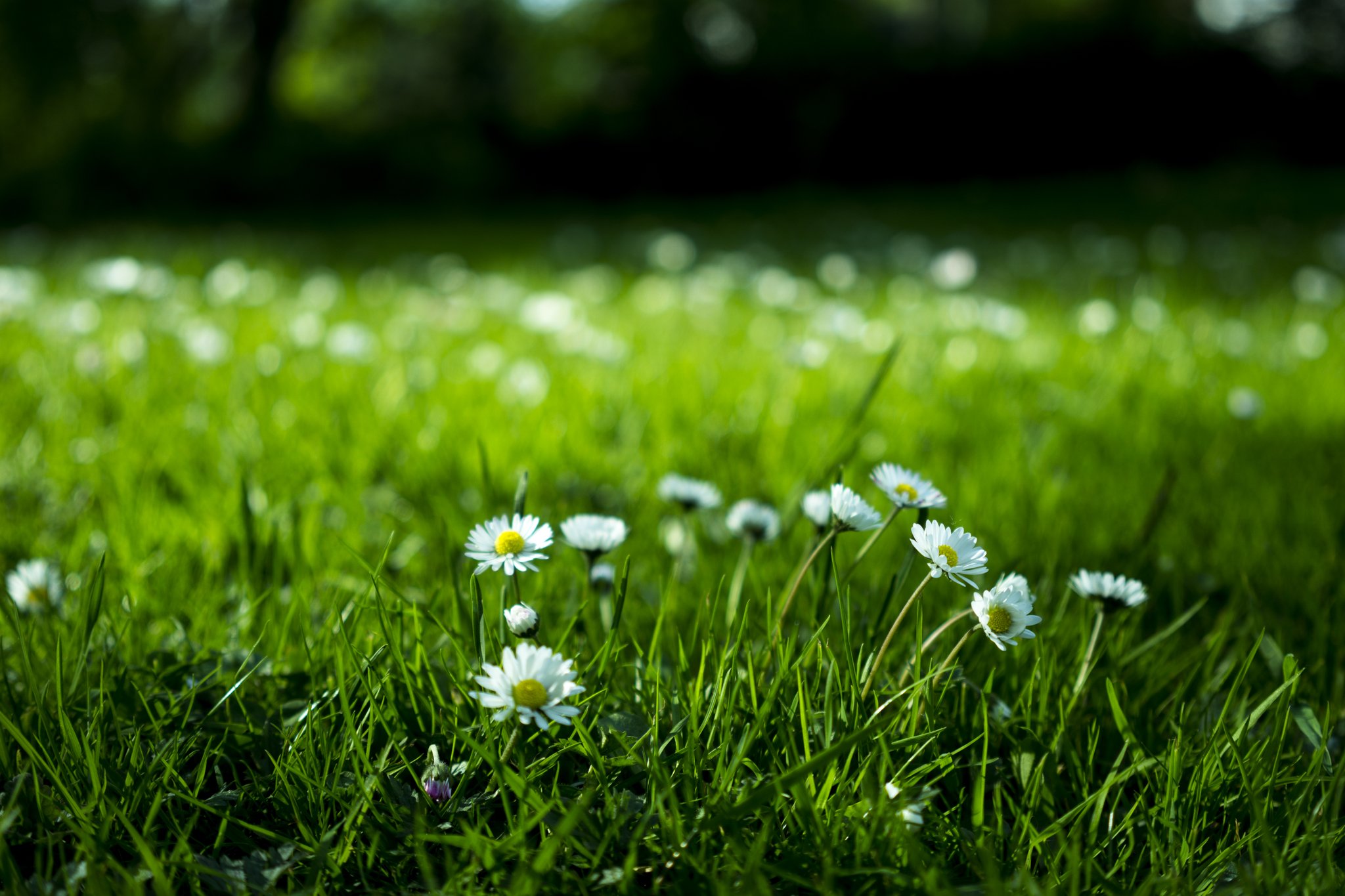 How to Get Rid of Weeds Without Killing Your Lawn | POPSUGAR Home