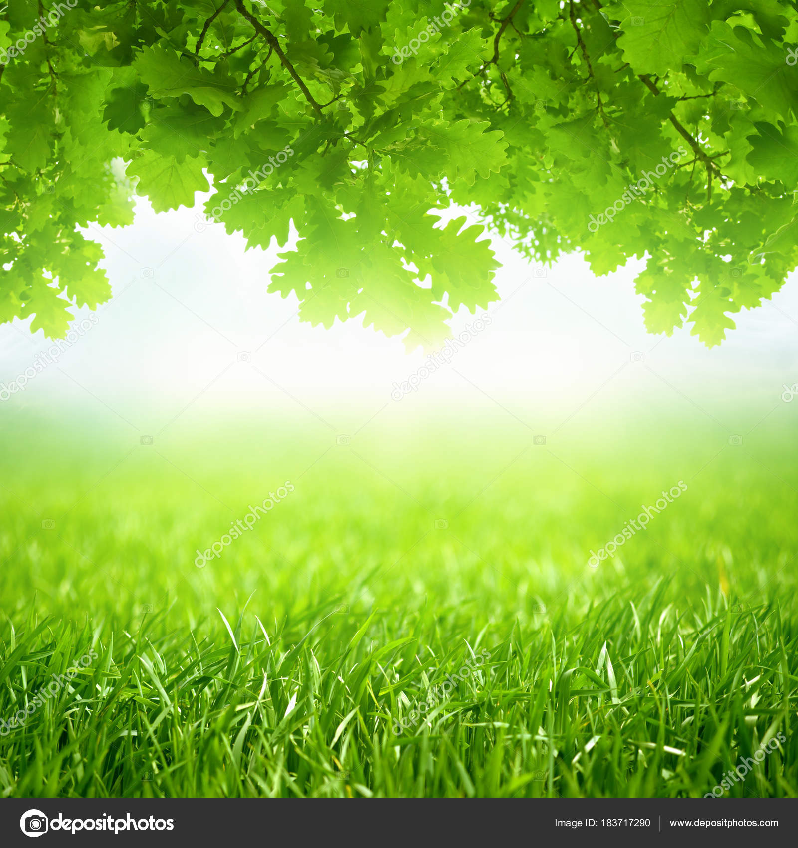 Spring seasonal background, green grass and oak leaves grows, br ...