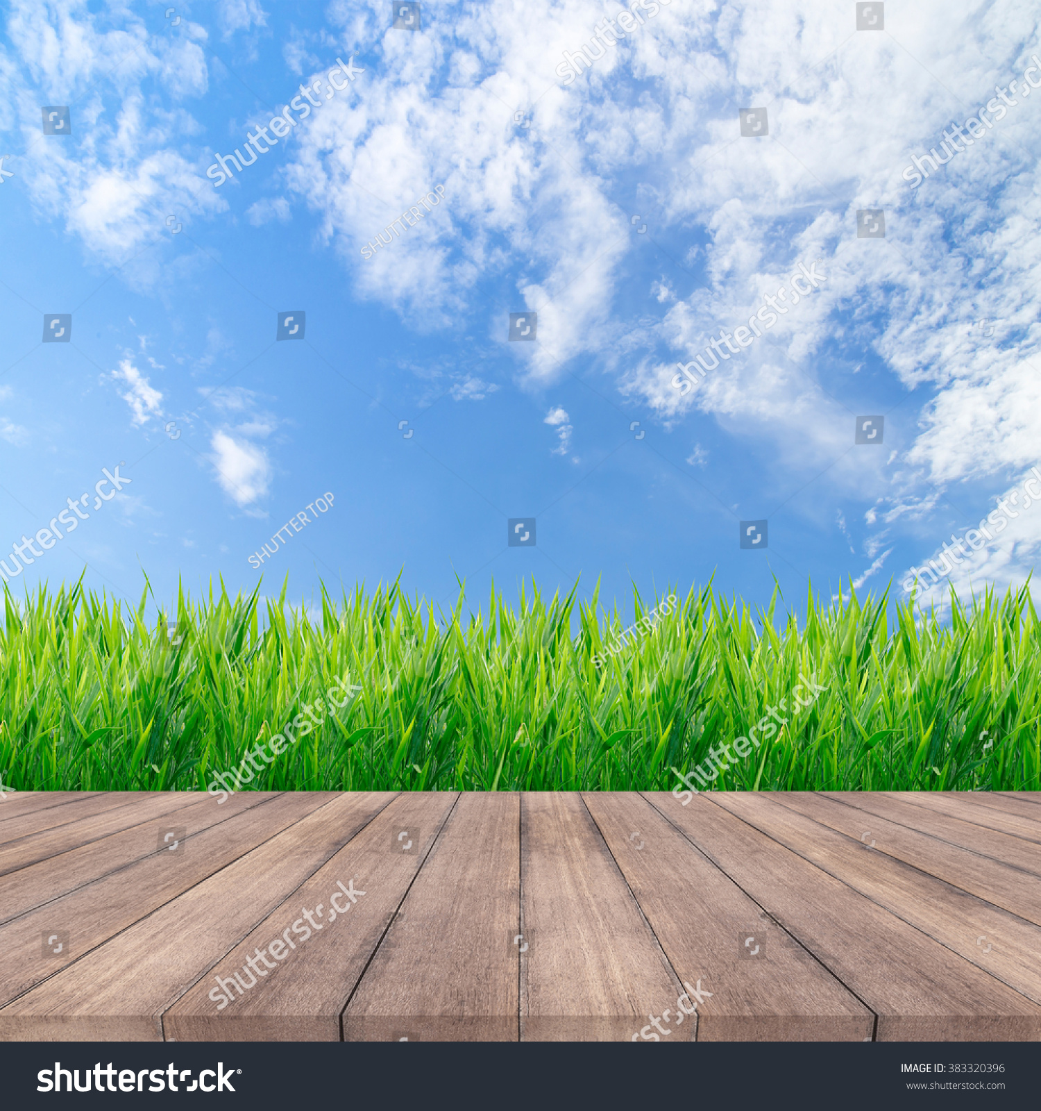 Fresh Spring Green Grass Sky Background Stock Photo & Image (Royalty ...
