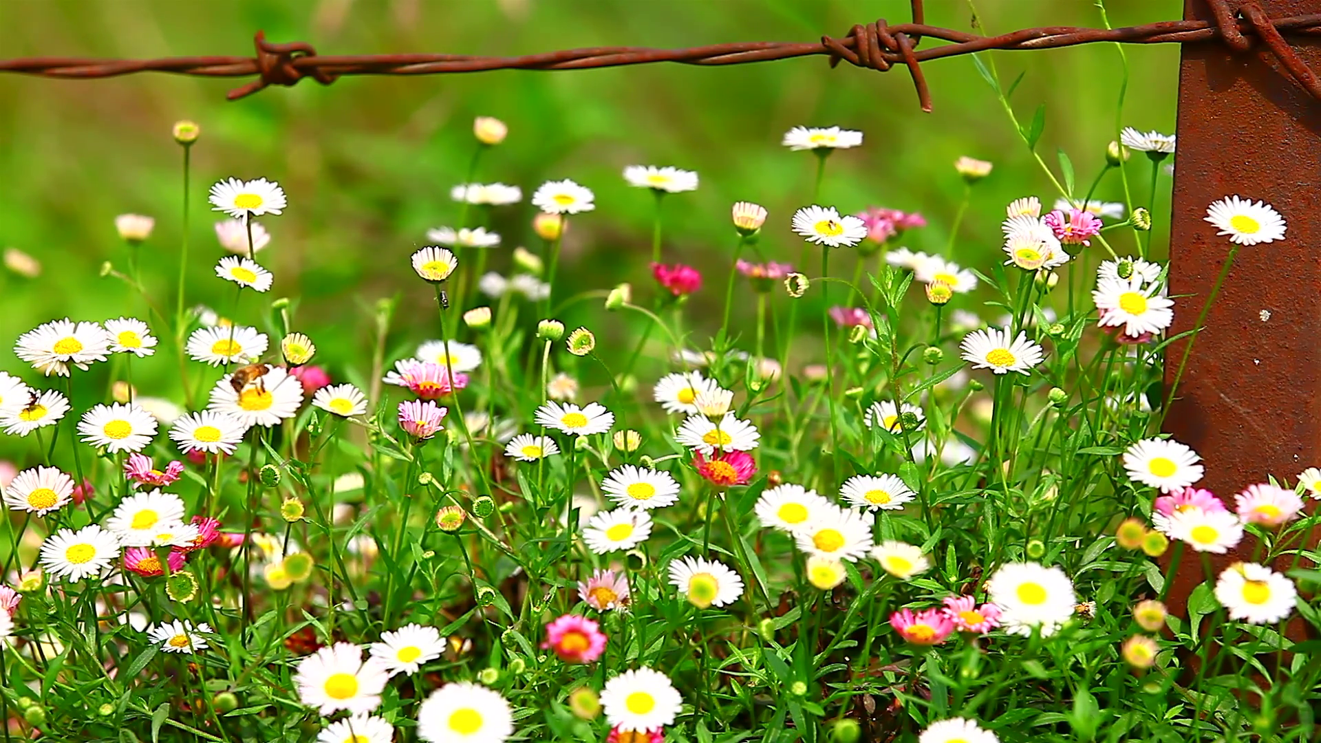 HD: Small spring colour flowers and green grass in the wind ...