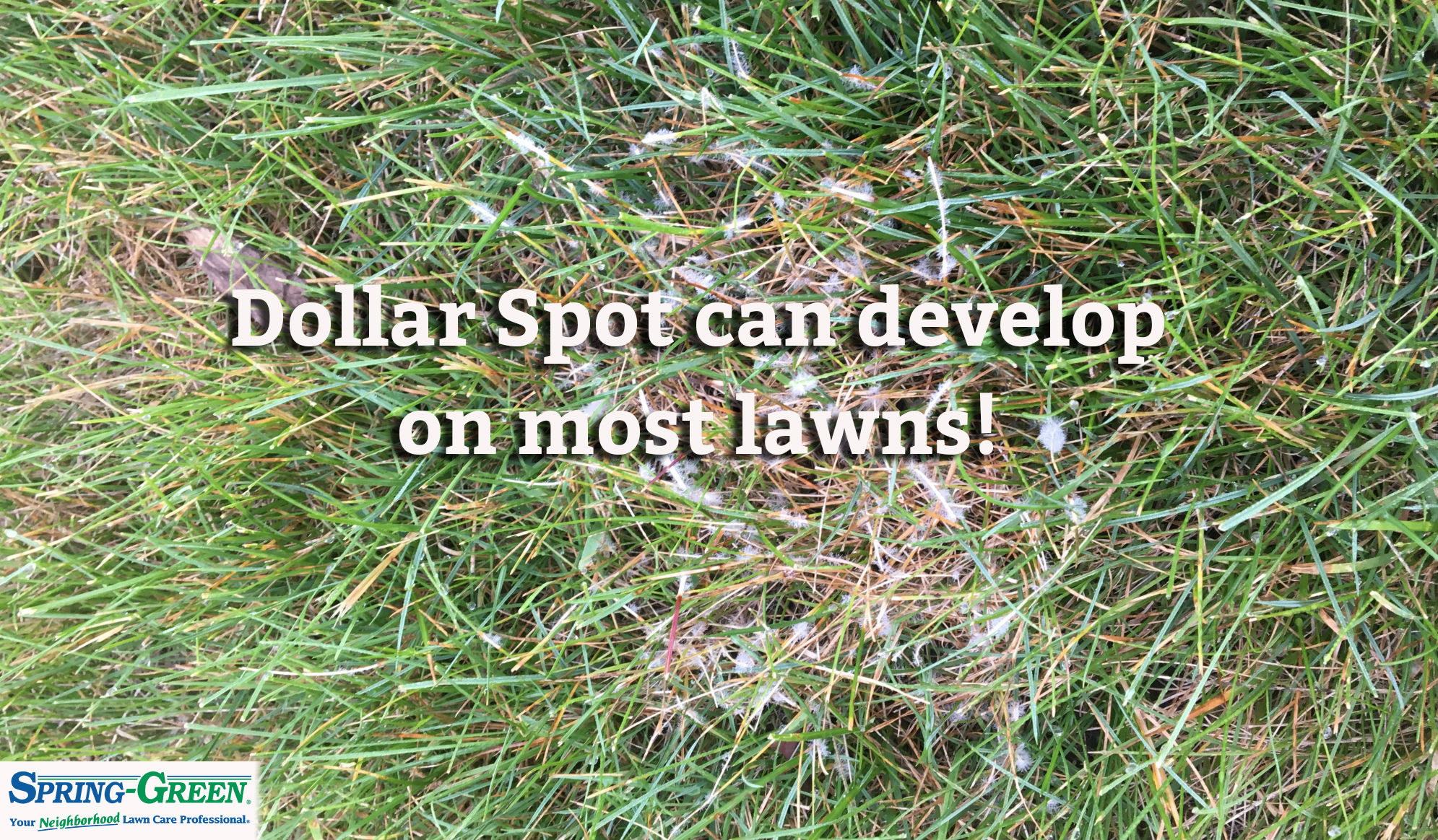 If You Had a Dollar for Every Dollar Spot On Your Lawn... - Spring Green