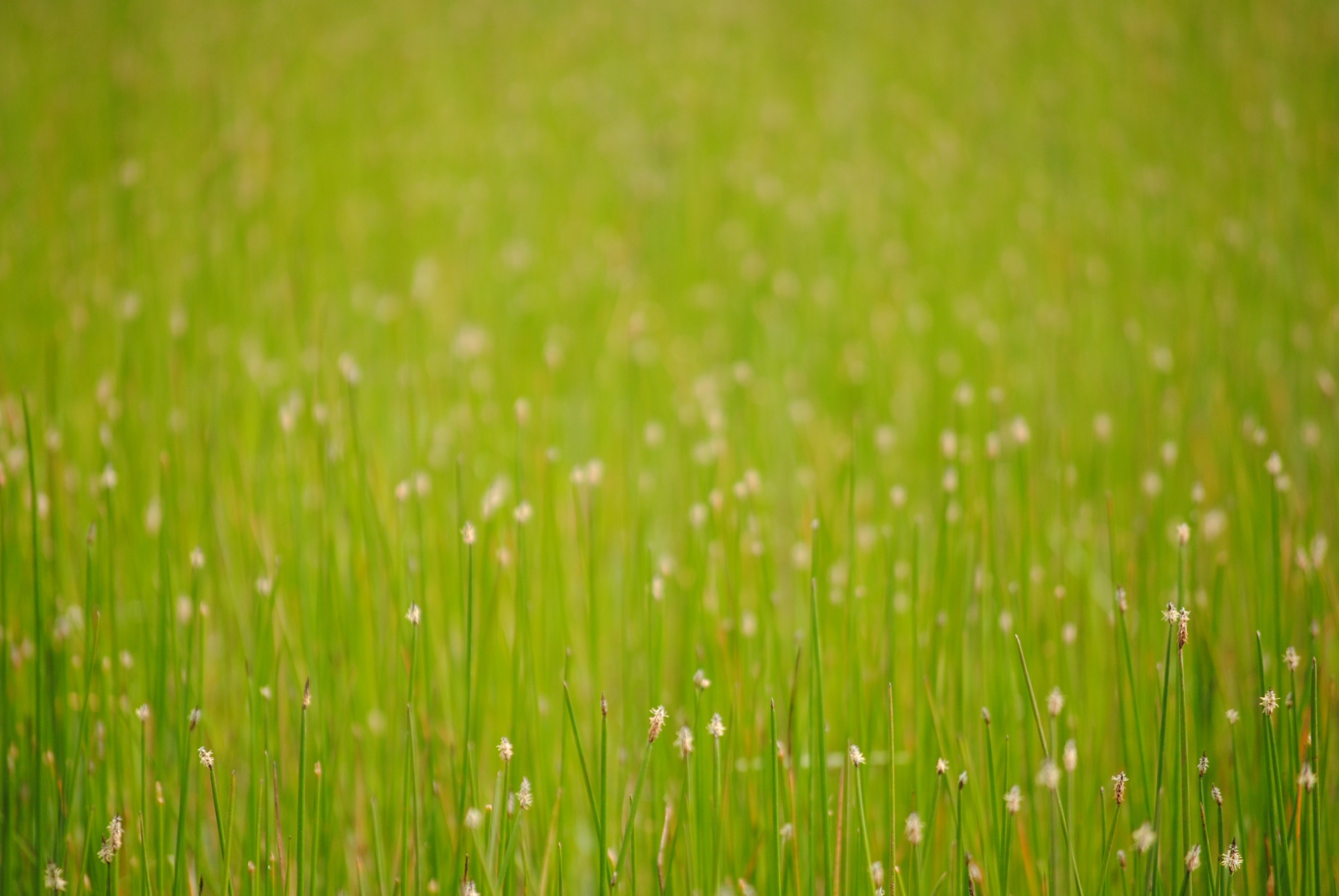 Green Grass And Spring Flowers Free Stock Photo - Public Domain Pictures
