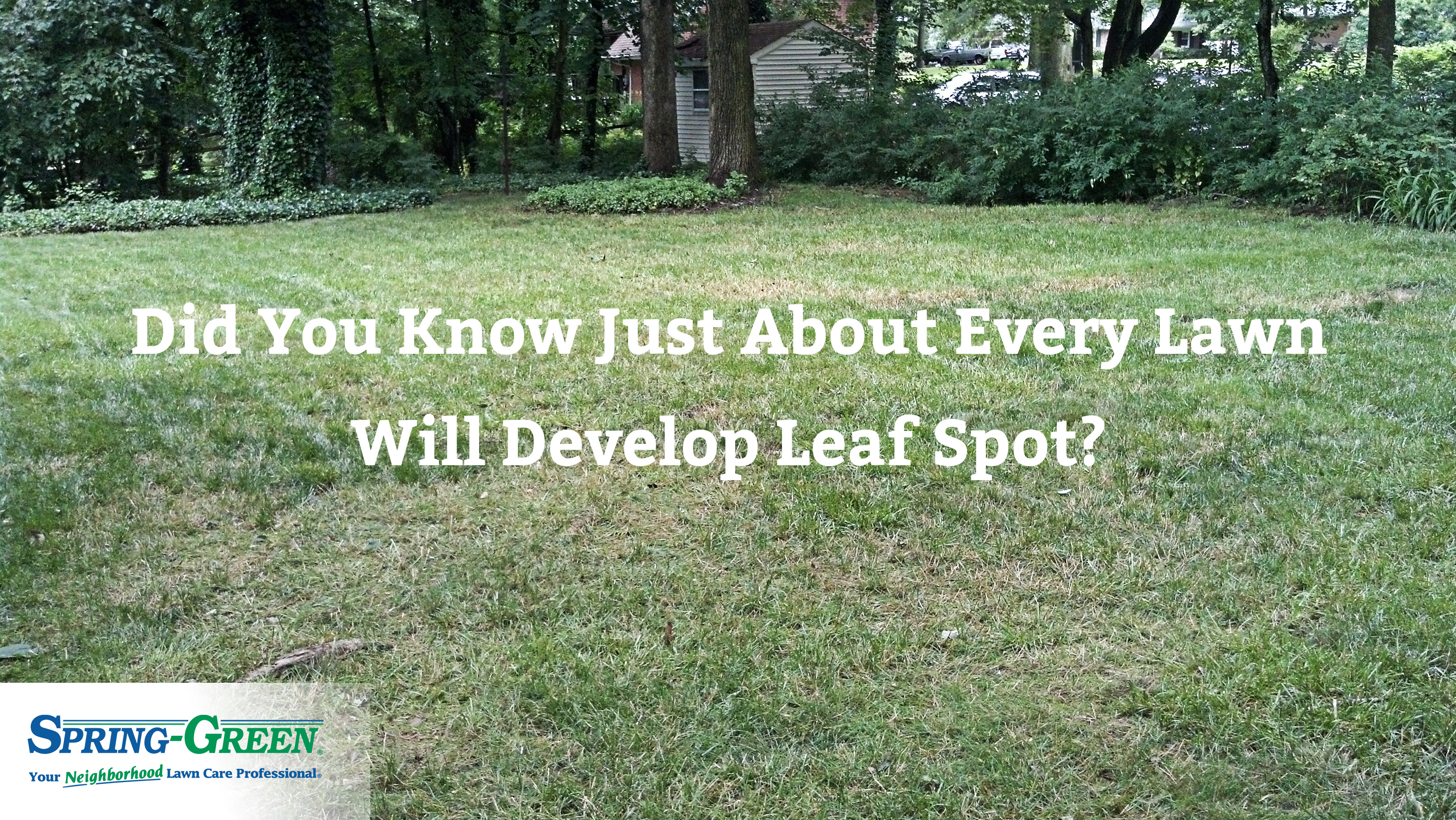 Leaf Spot: Why Does My Lawn Have This Disease?