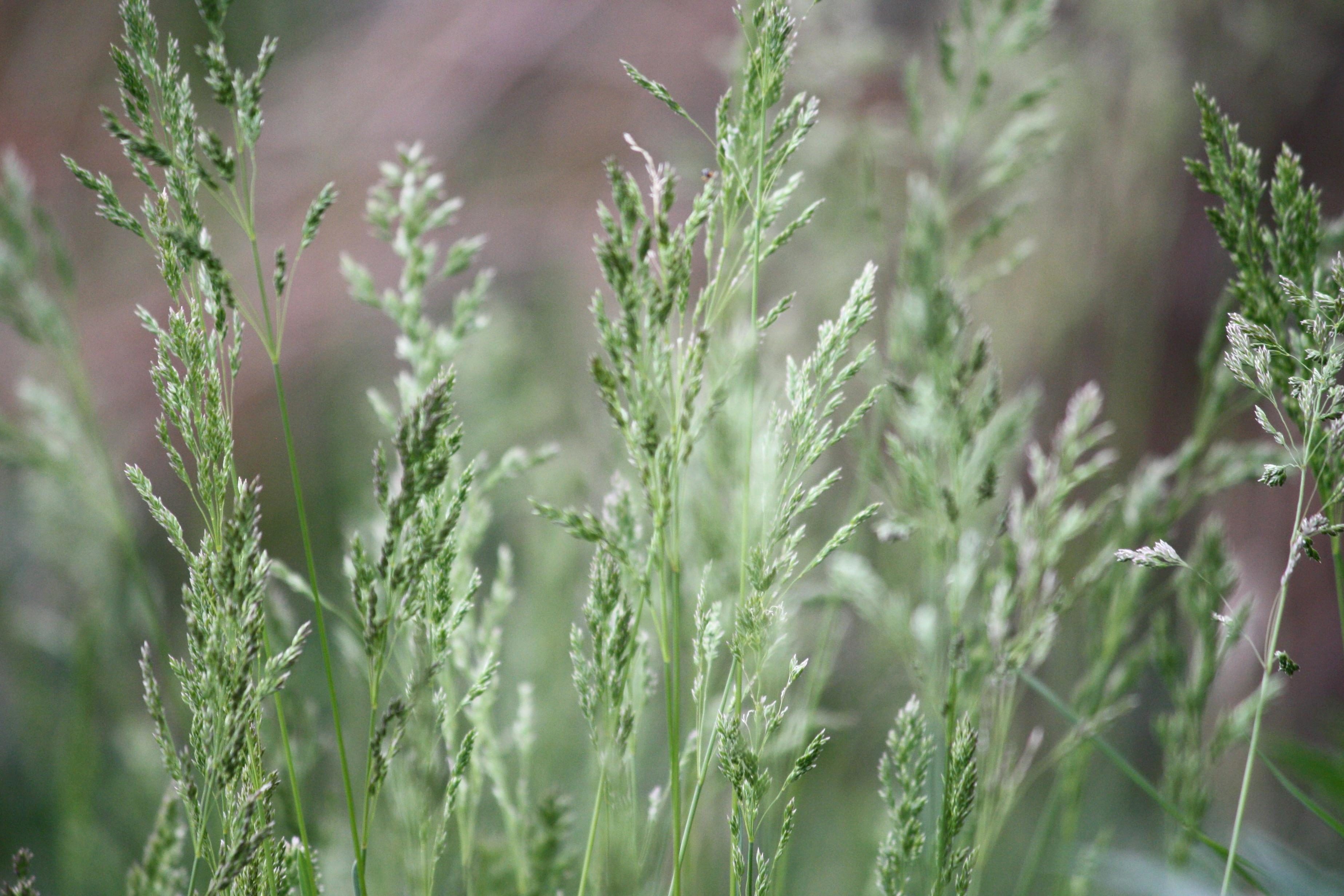 Free picture: tall grass, spring, green grass, seeds