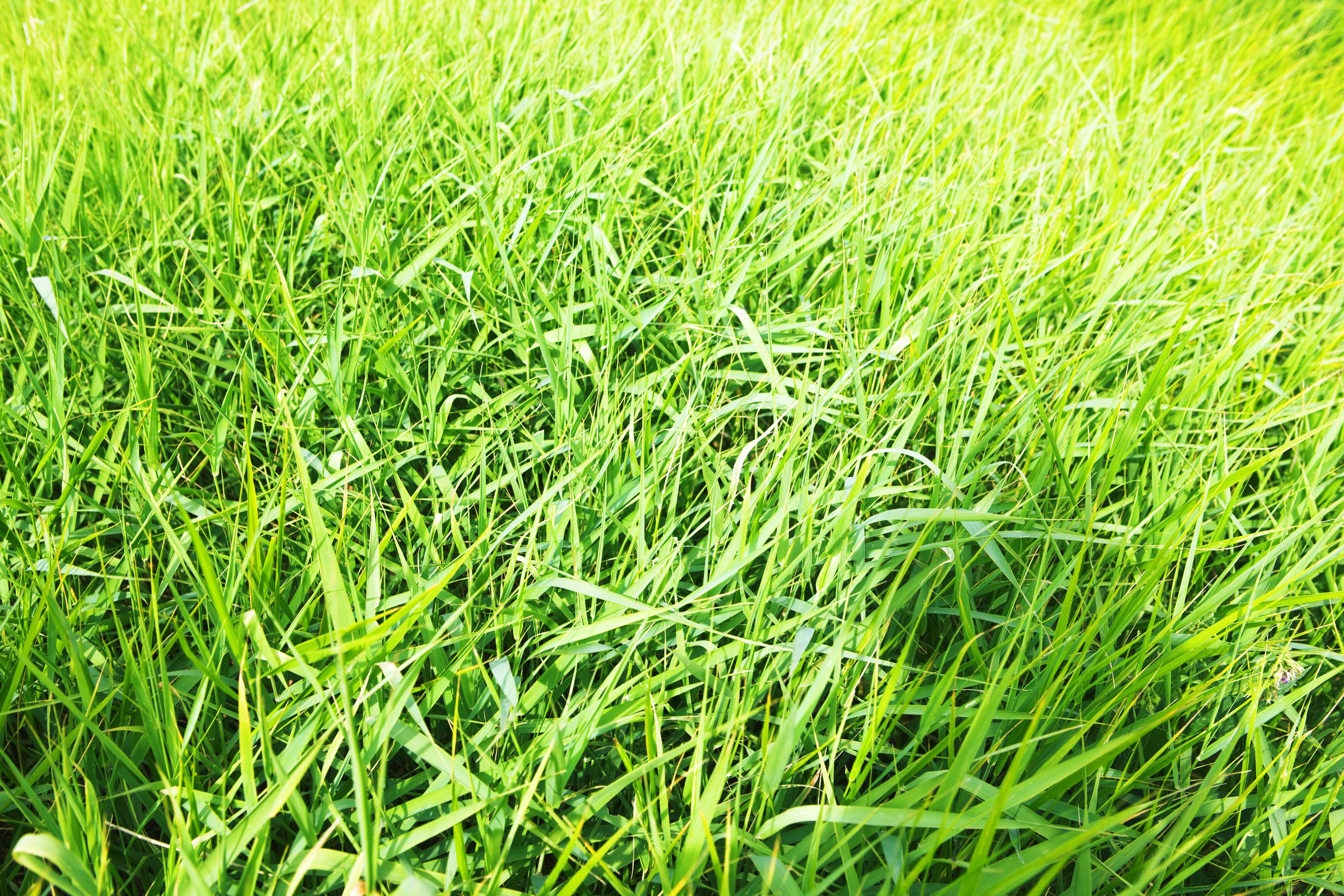 spring green grass, Sunshine, Leaf, Summer, Spring, HQ Photo
