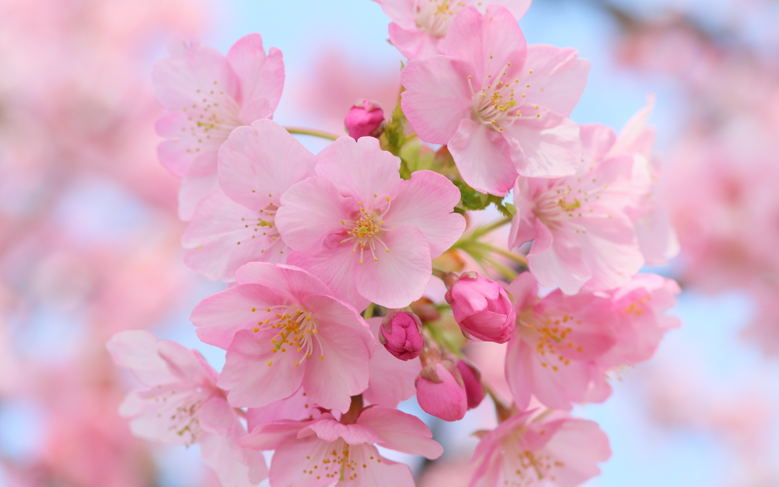Spring is coming | HD Wallpapers