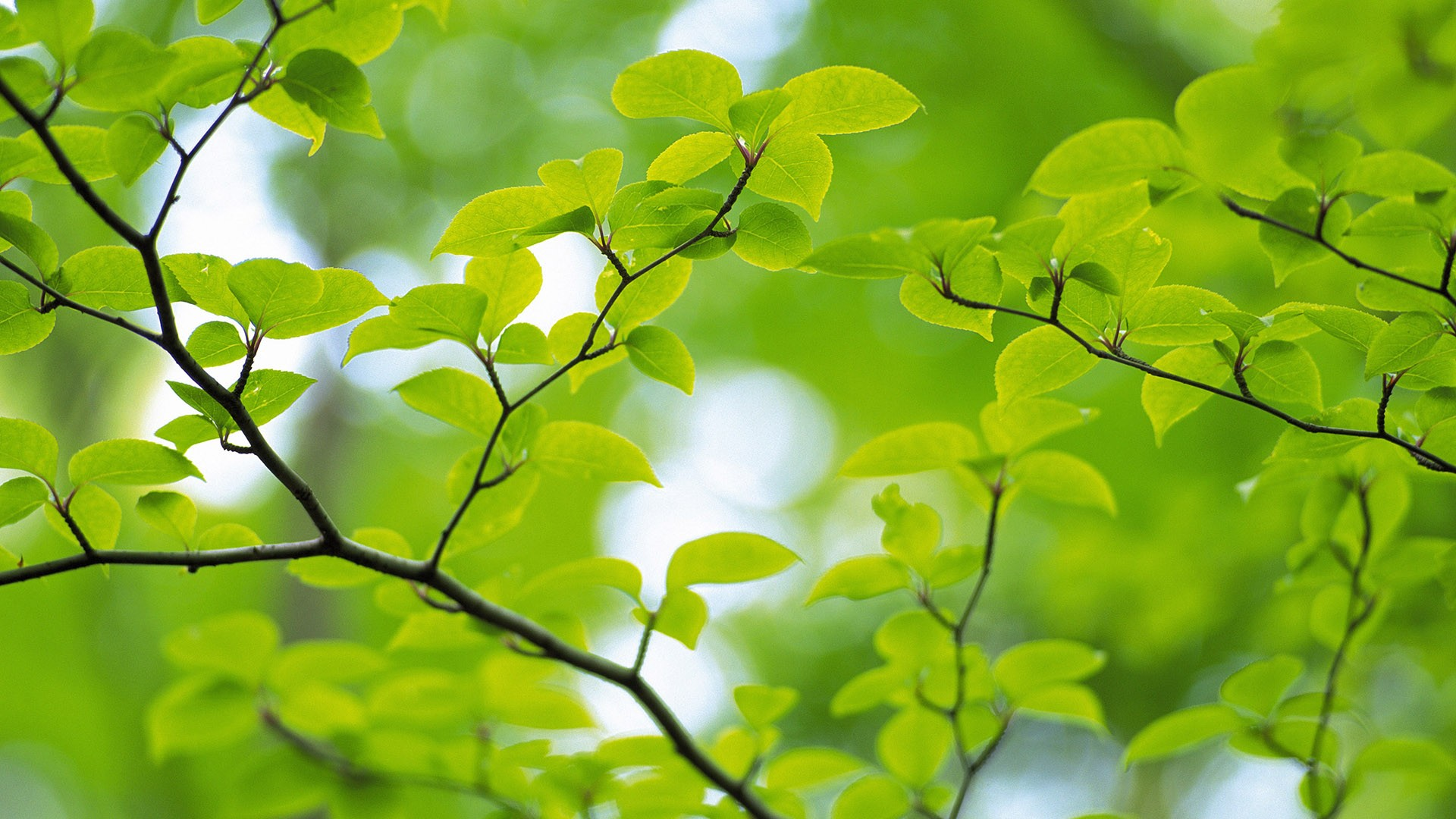 Free photo: Spring leaves - Closeup, Leaf, Spring - Free Download - Jooinn