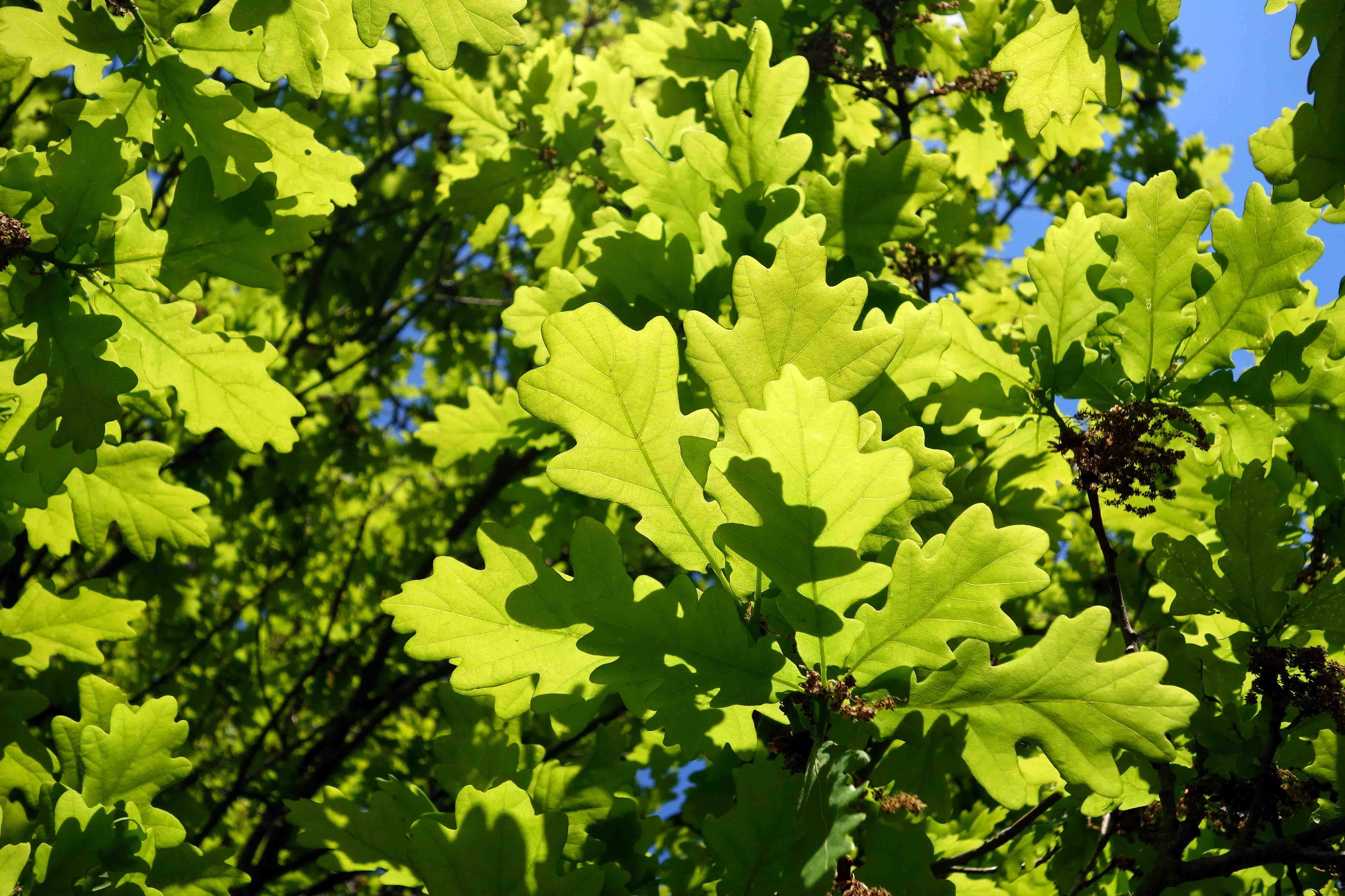 Oak leaves in Spring – Ray Cannon's nature notes