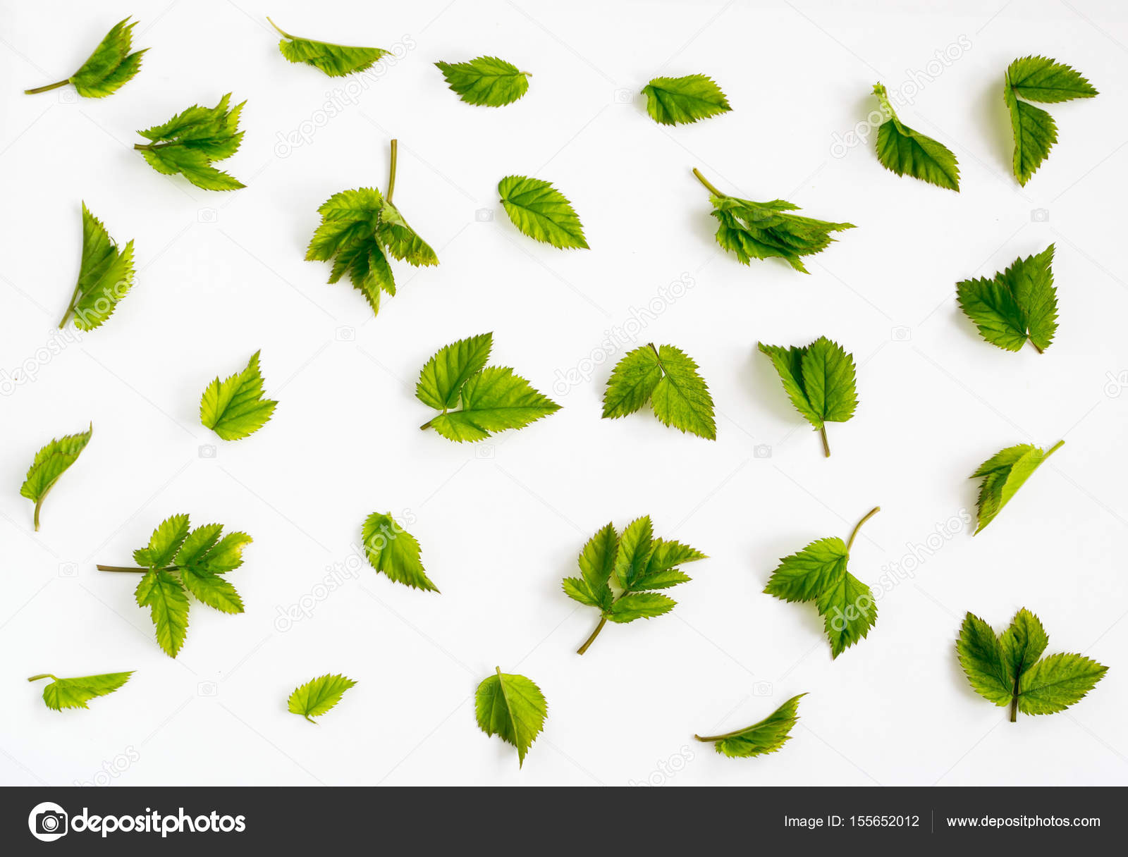 Green Spring Leaves — Stock Photo © Oksana6299956 #155652012