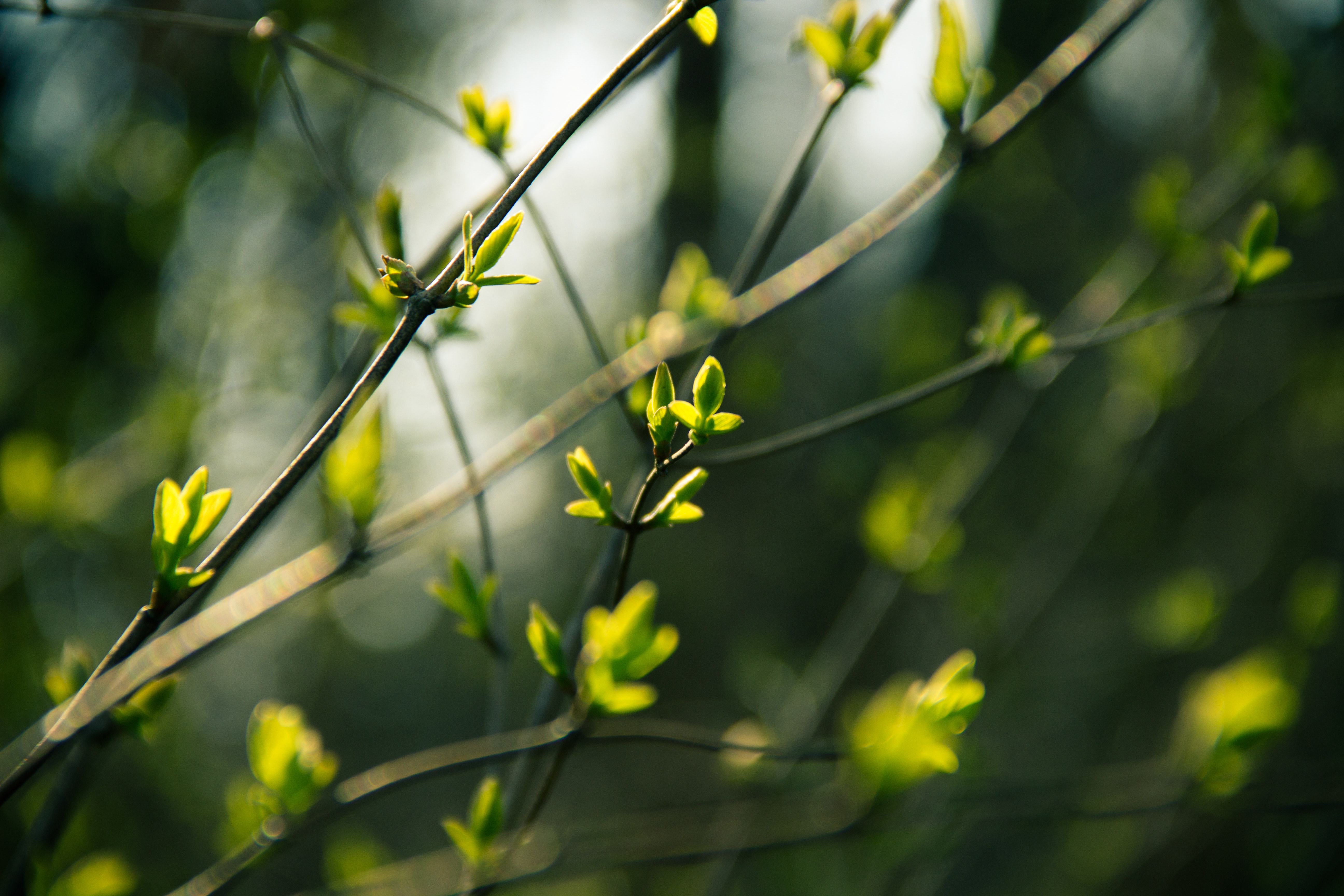 Free stock photo of branches, buds, leaves