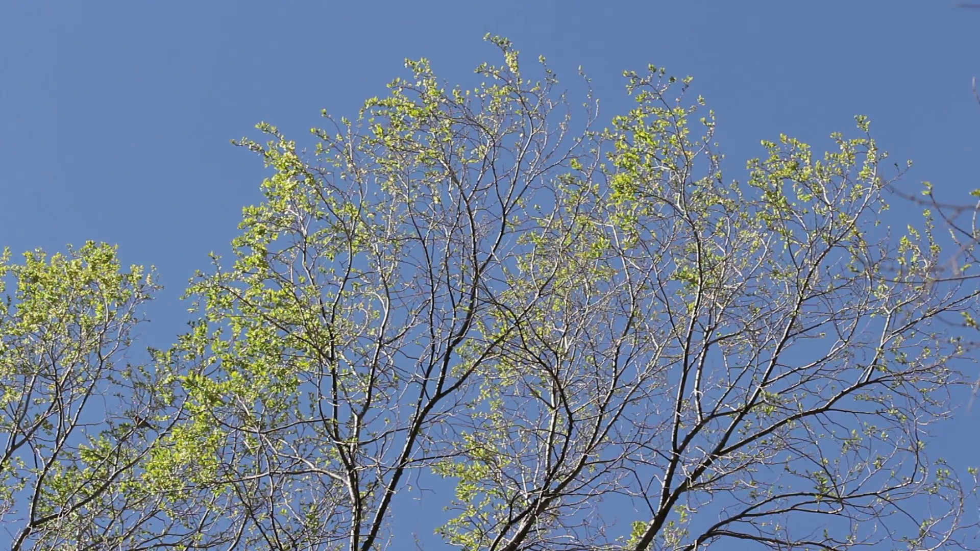 Spring Leaves and Blue Sky Motion Background - Videoblocks