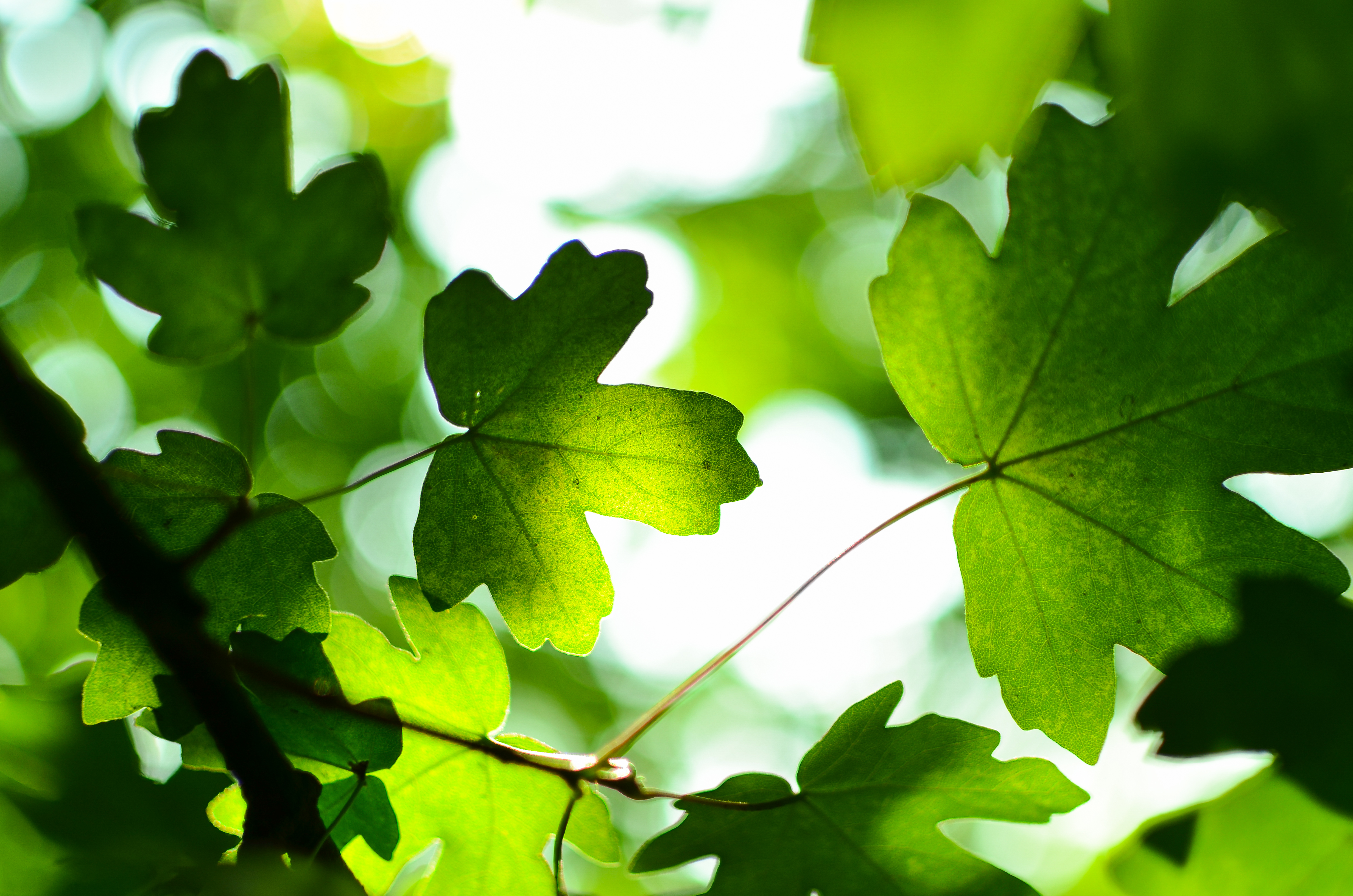 Wallpaper Green leaves, Spring, 4K, Nature, #3711