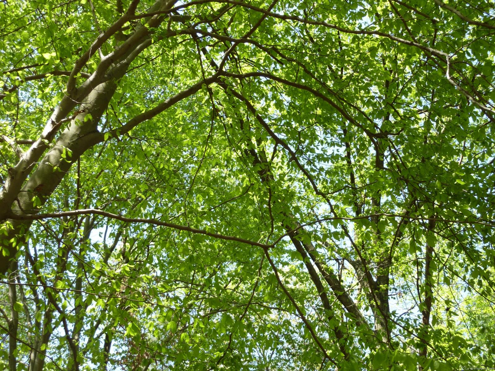 MLeWallpapers.com - Canopy of Spring Leaves