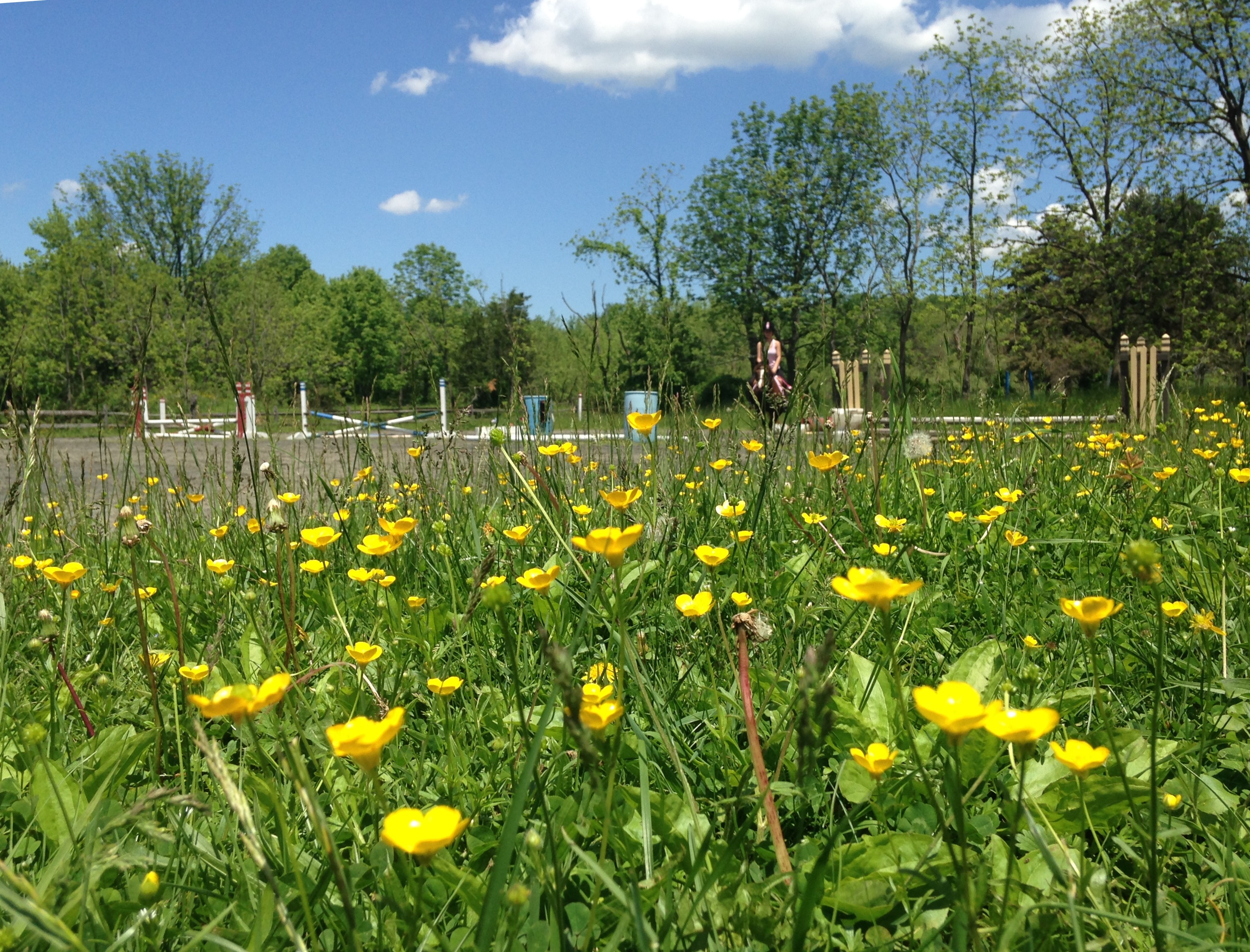 Spring meadow photo