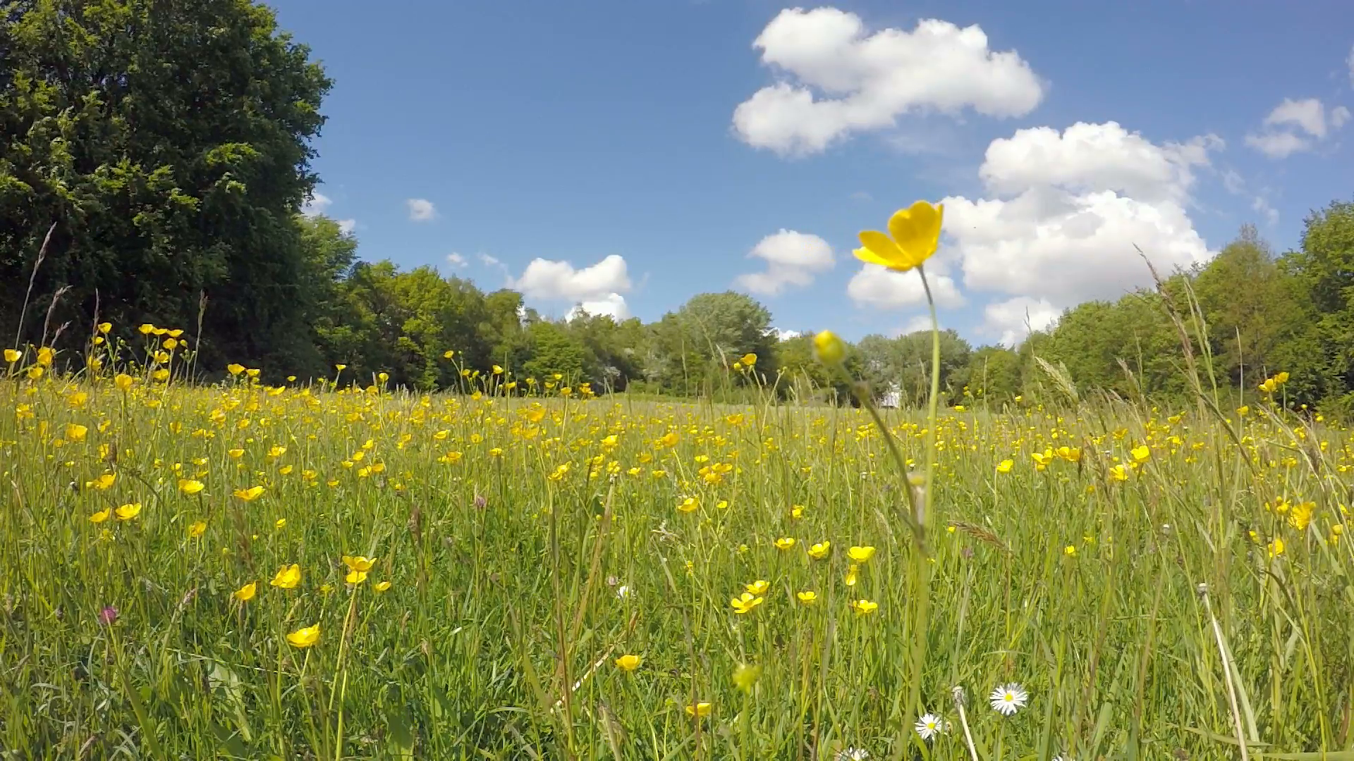 Buttercups in spring meadows, slow motion Stock Video Footage ...