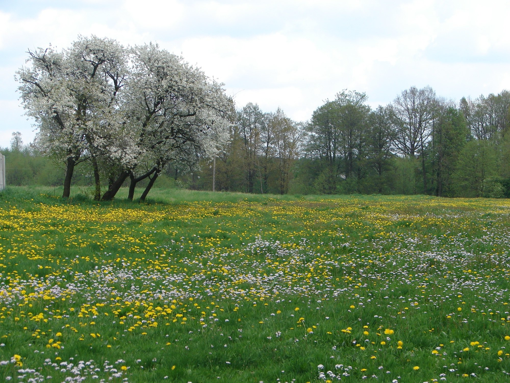 Spring Meadow by Wild-stock on DeviantArt
