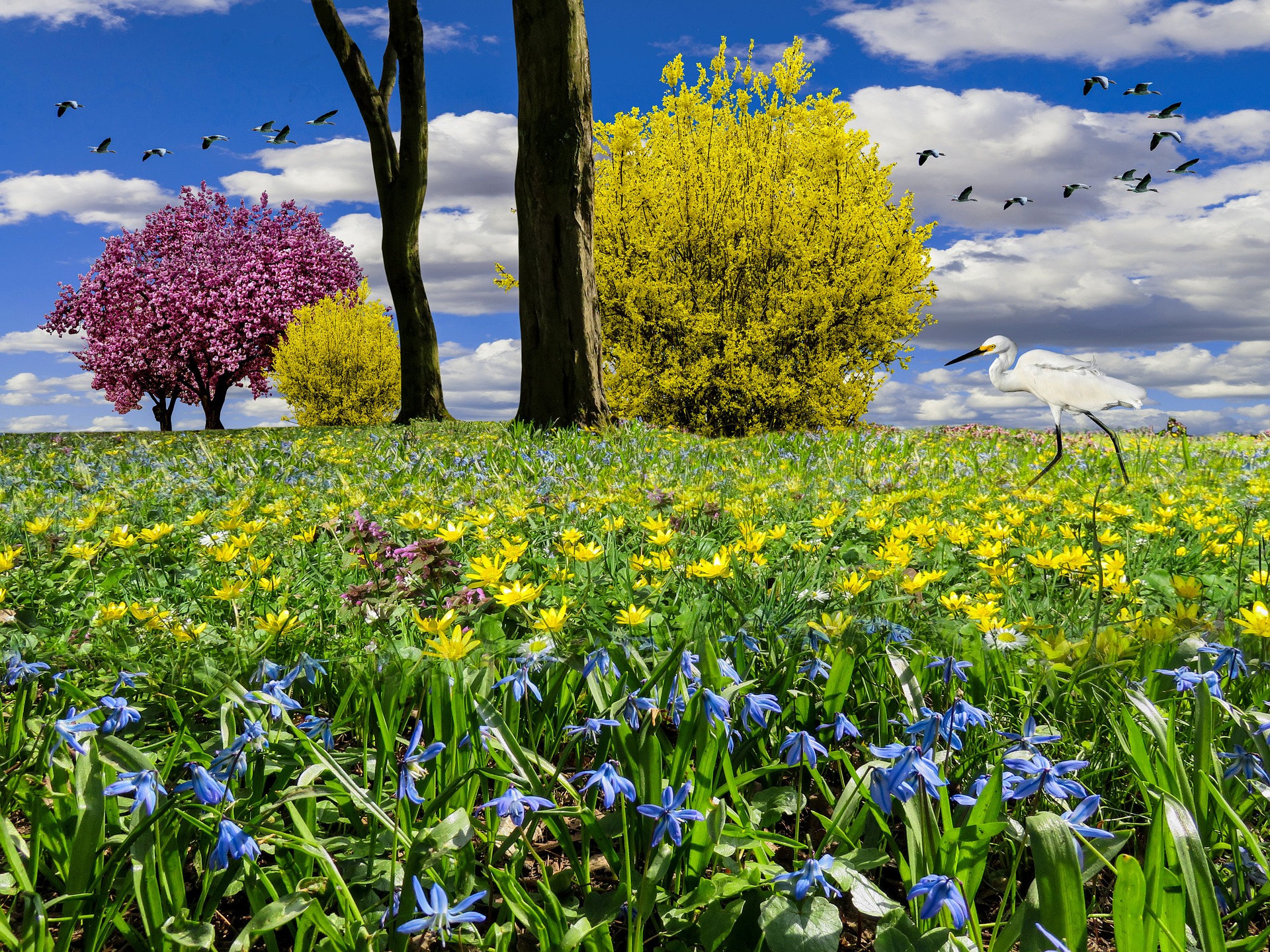 Spring Meadow, Awakening, Bird, Blooming, Flower, HQ Photo