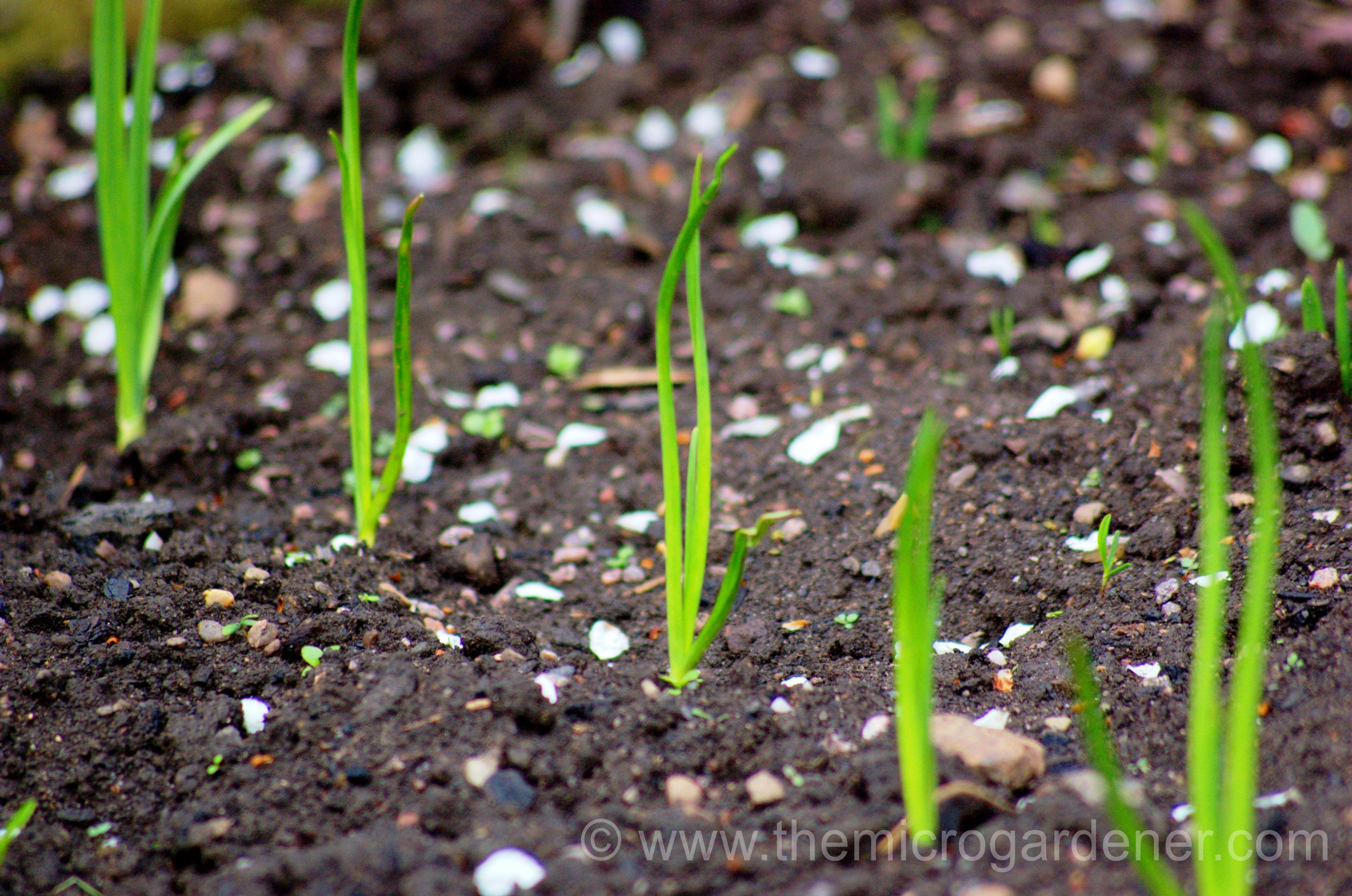 Guide to Growing Spring Onions - The Micro Gardener