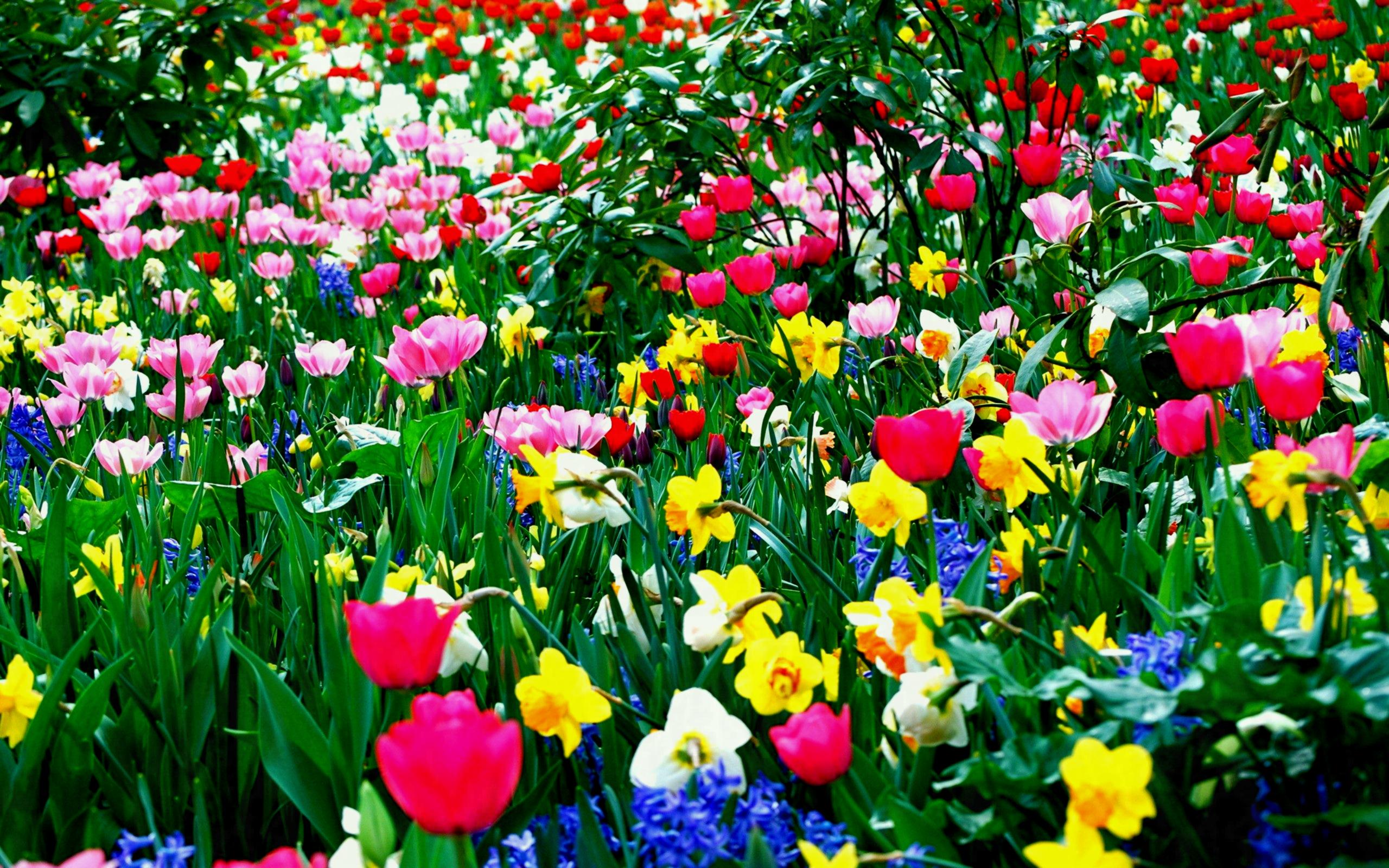 Nice And Beautiful Flowers Spring Season Hd Free Wallpapers Flower ...