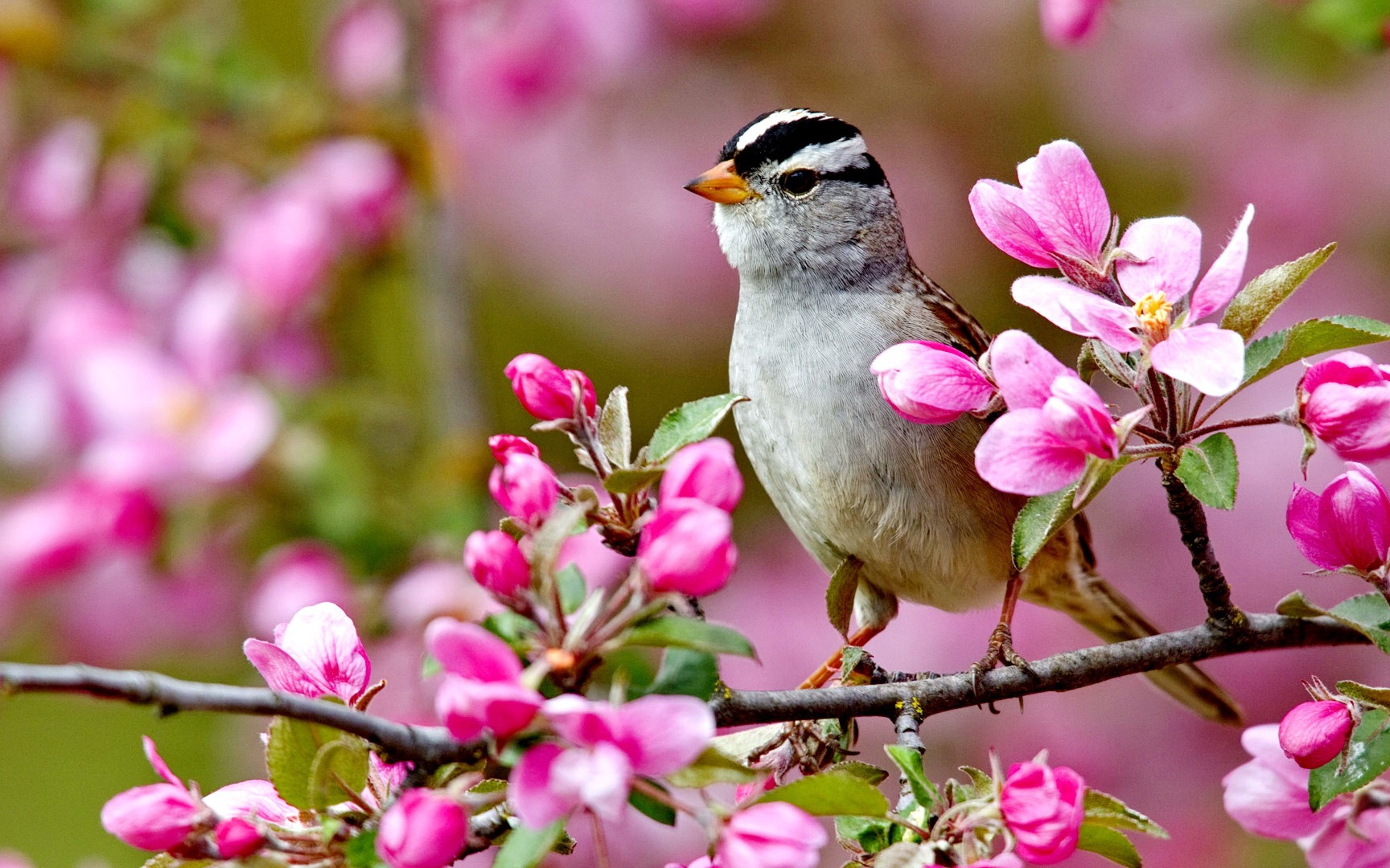 Bird on a blossom branch - spring season