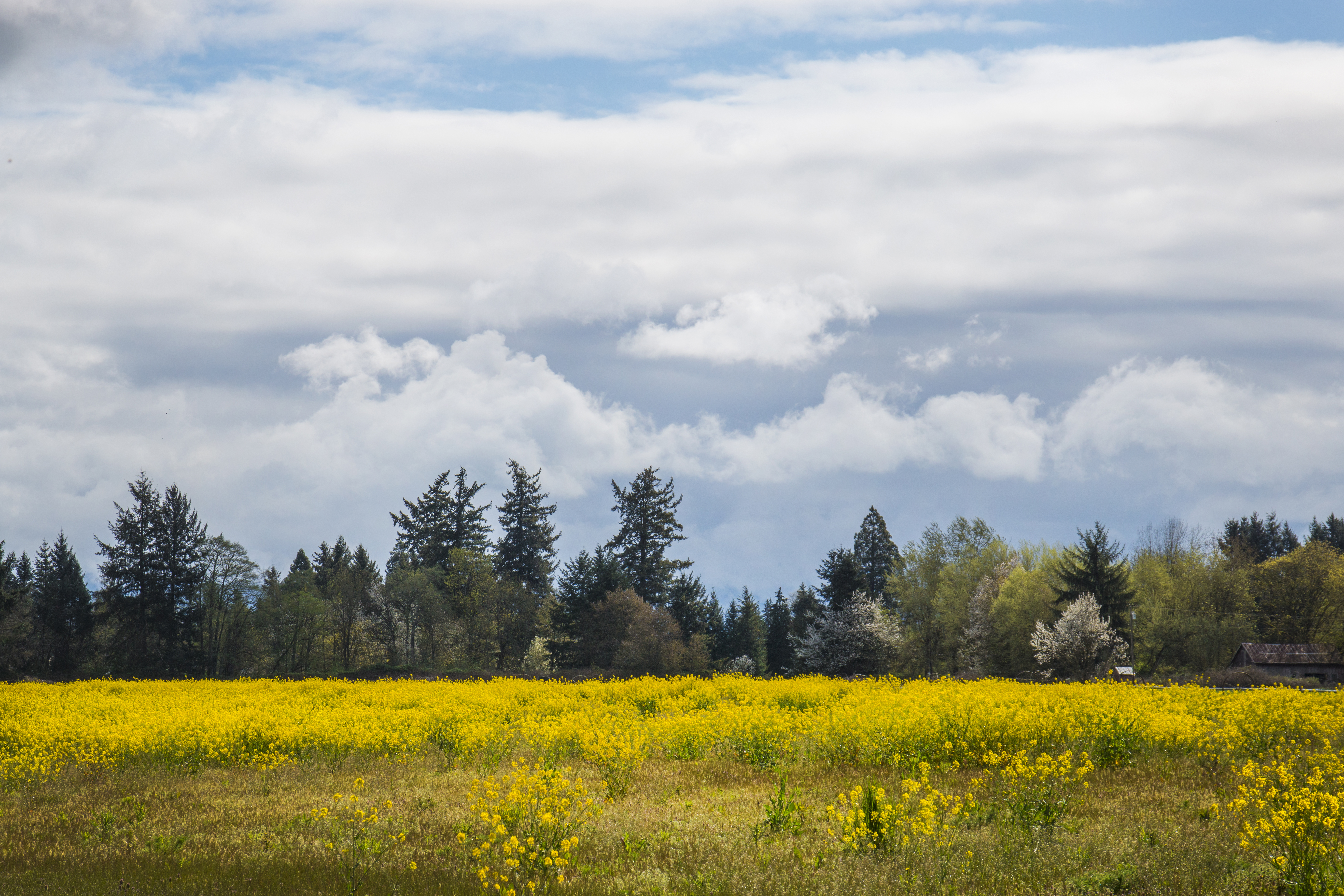 Spring skies and flowers, oregon photo
