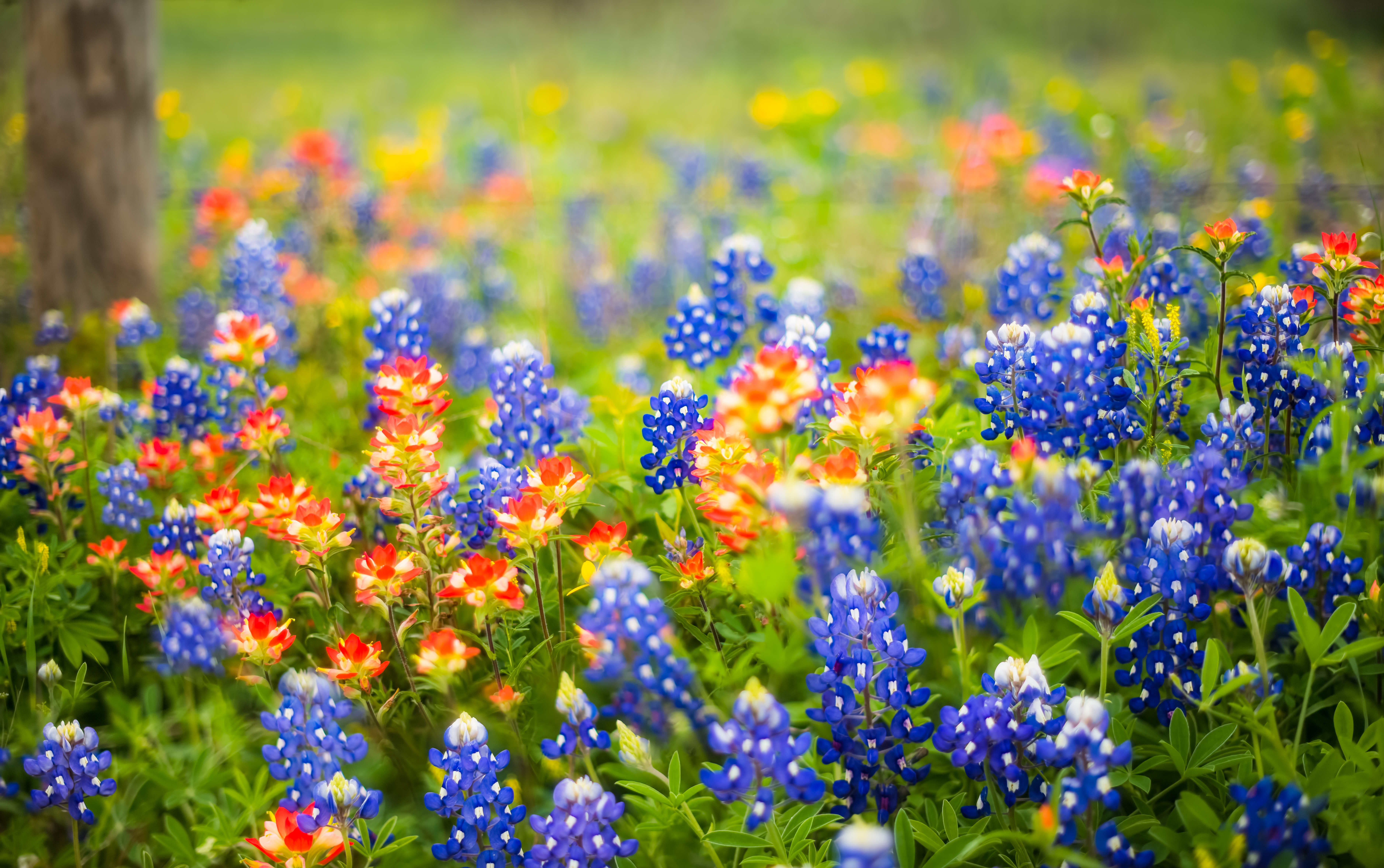 Springtime in Texas | Marketing Where Technology Intersects Life