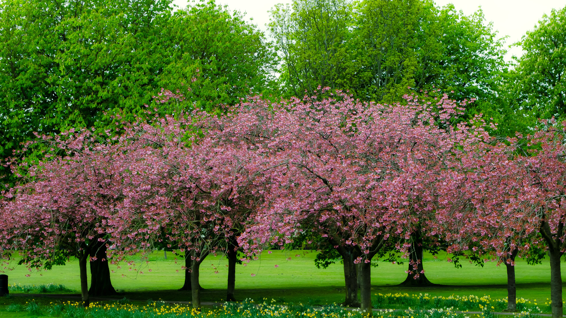 Spring Tree Free Stock Photo - Public Domain Pictures