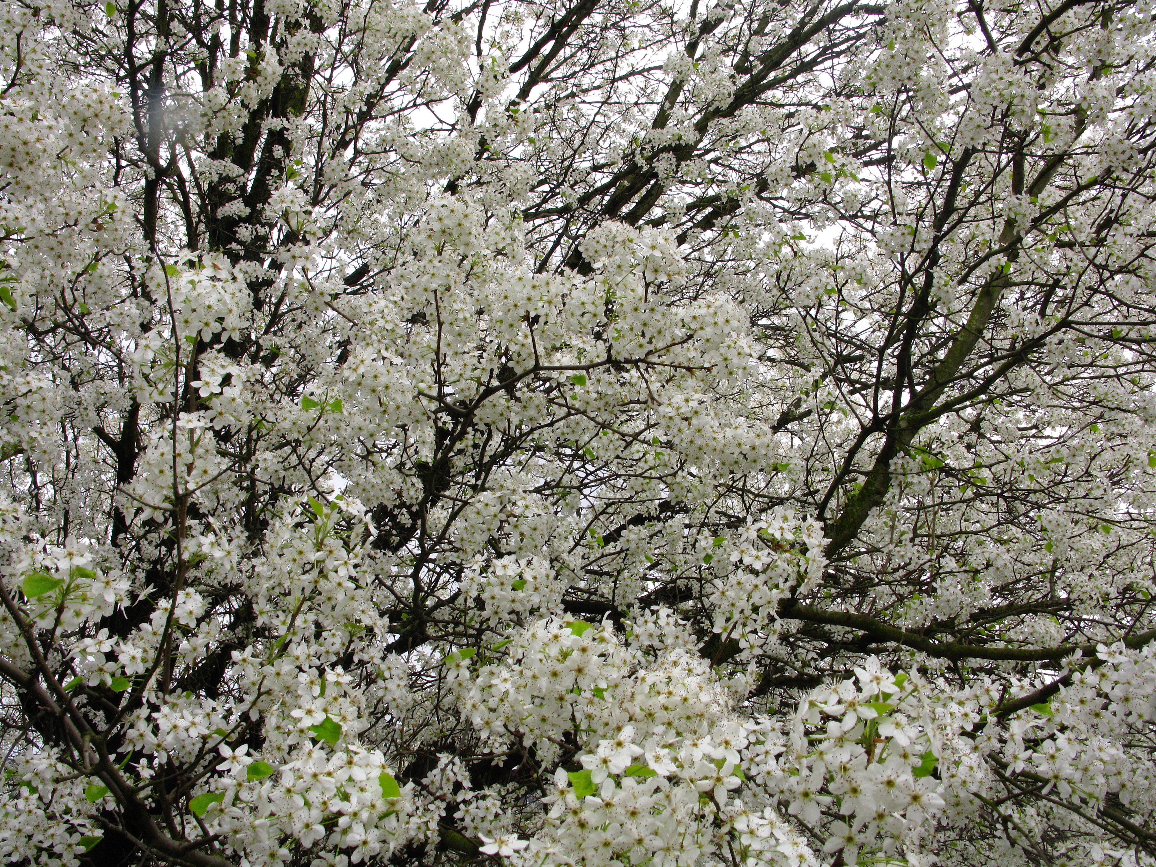 Spring tree blossom photo