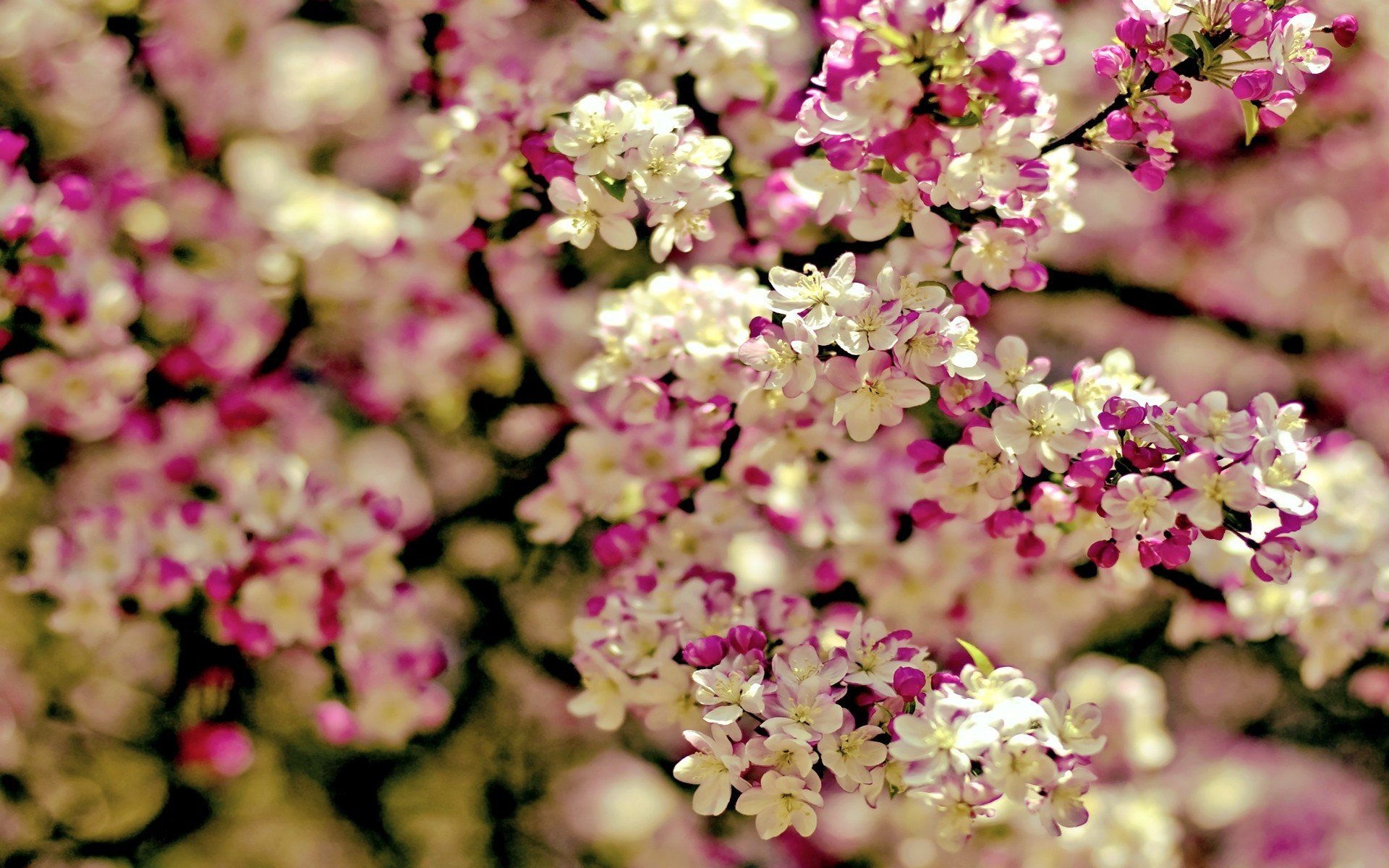 Trendy Spring Flowering Trees In Spring Tree Flowers on ...