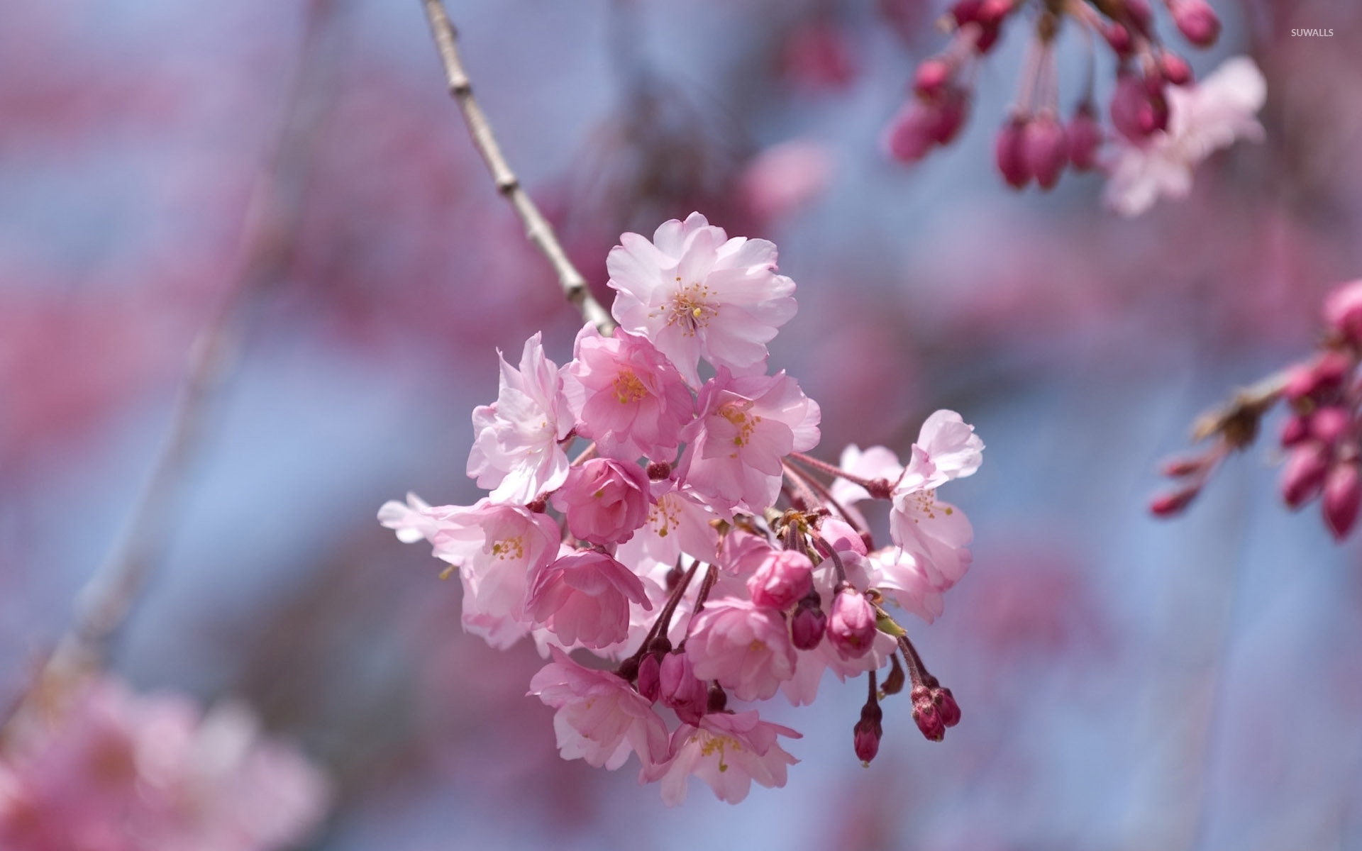 Pink cherry blossoms in a spring tree wallpaper - Flower wallpapers ...