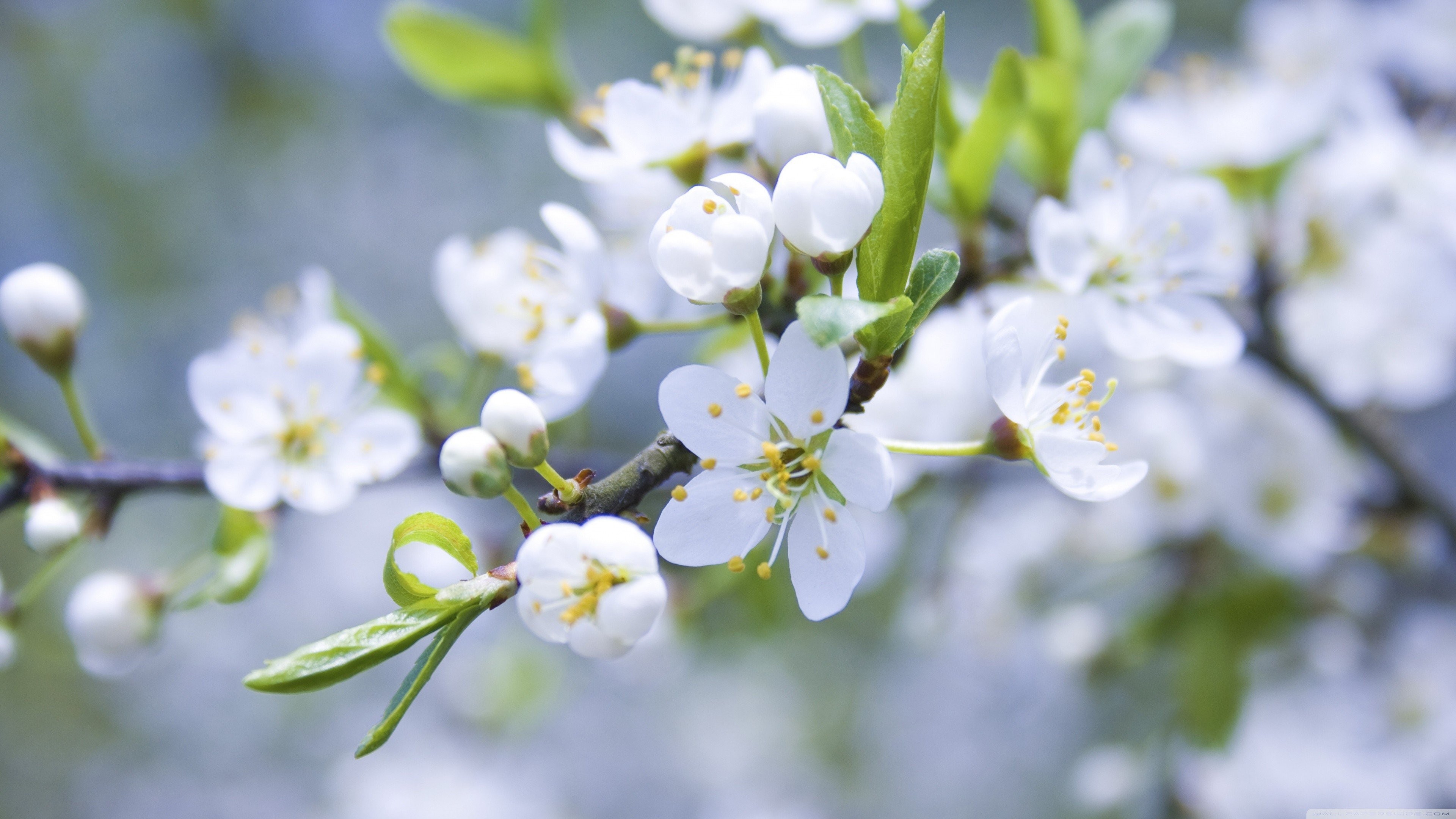 Flowers: Flowers Spring White Macro Blossoms Nature Images High ...