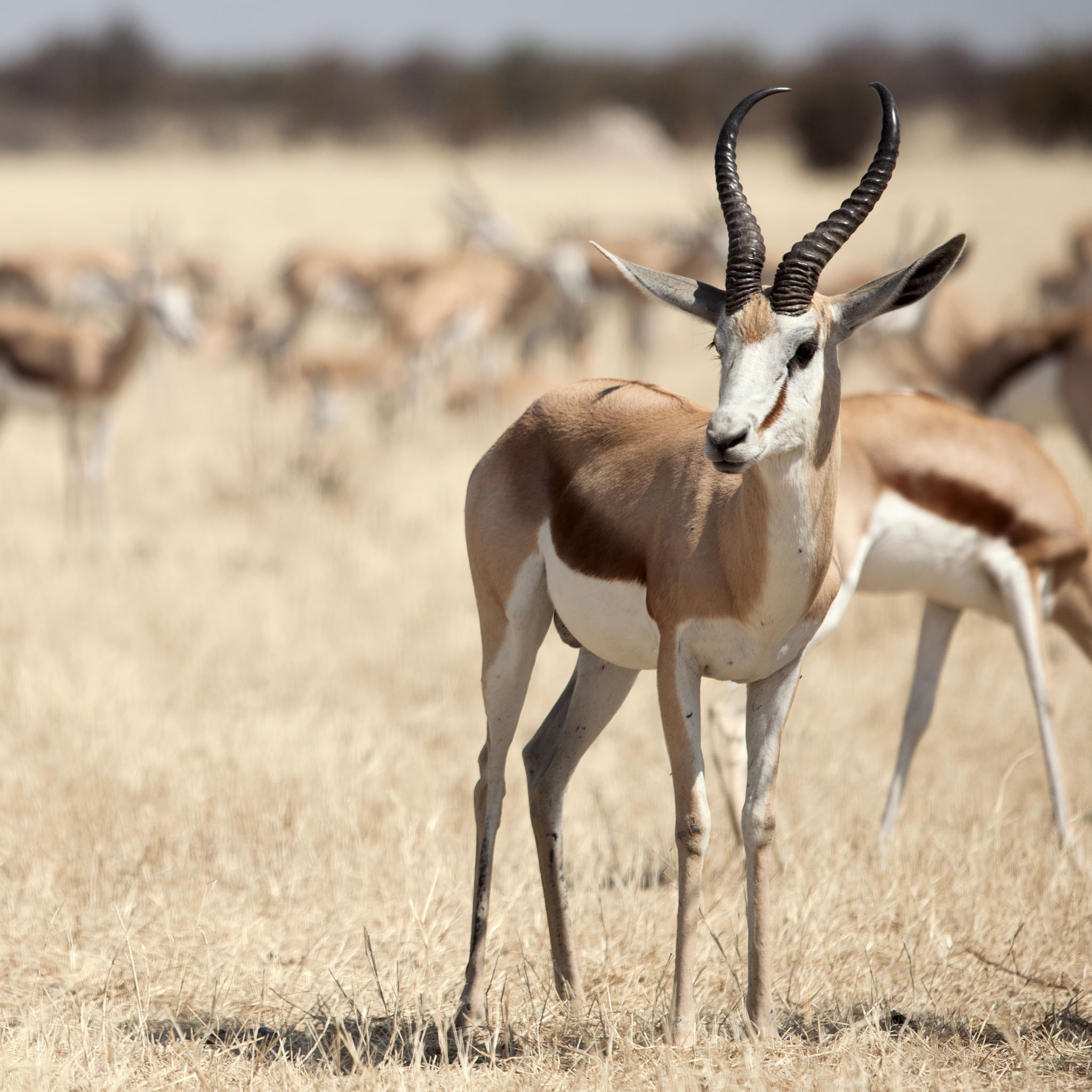 Springbok Facts, History, Useful Information and Amazing Pictures