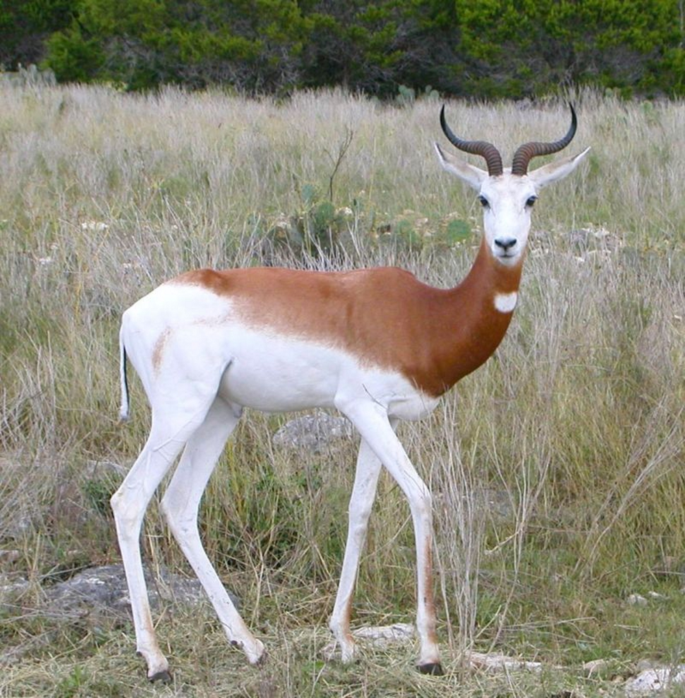 Springbok, Animal, Deer, Fast, Wild, HQ Photo