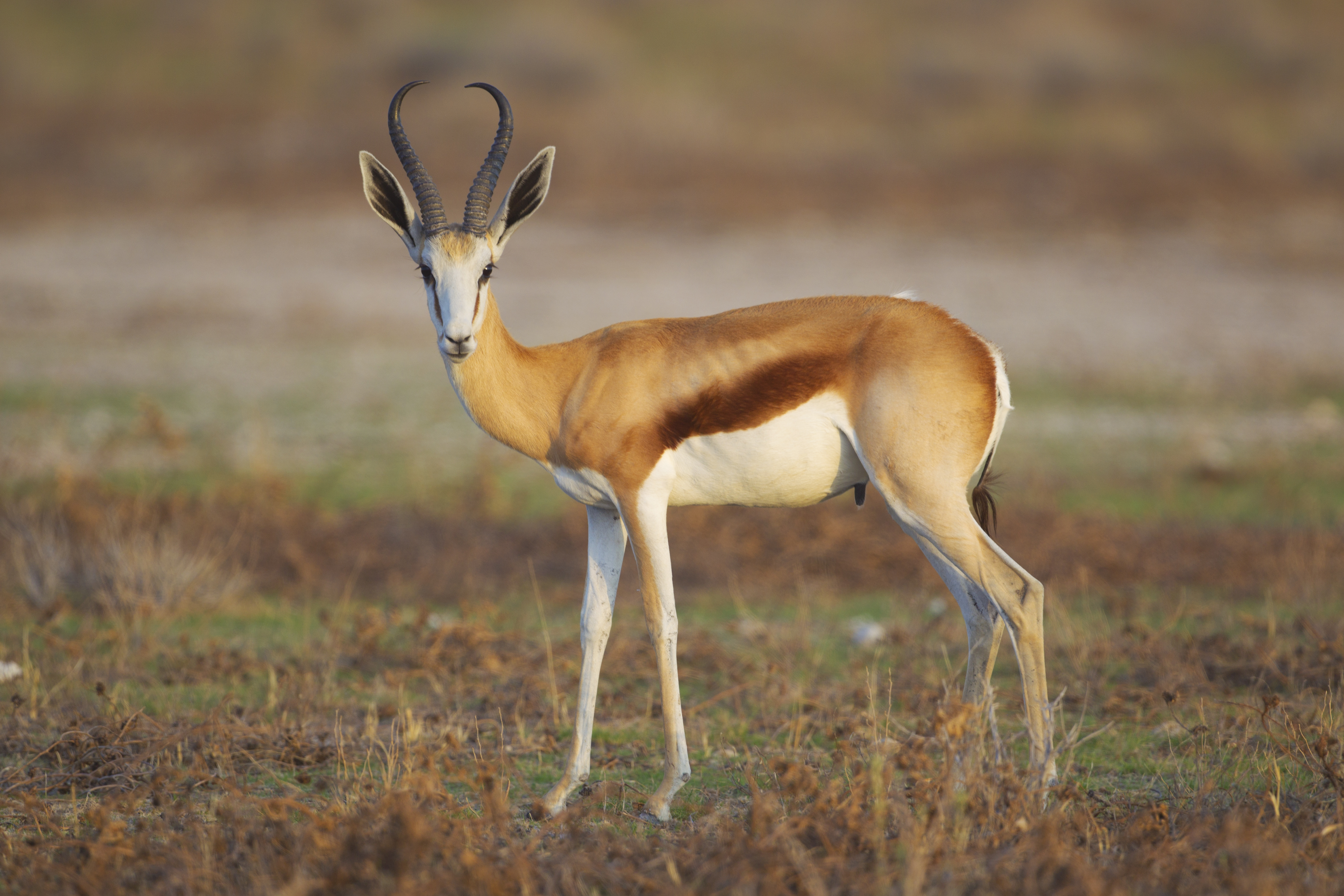 Springbok - Wikiwand