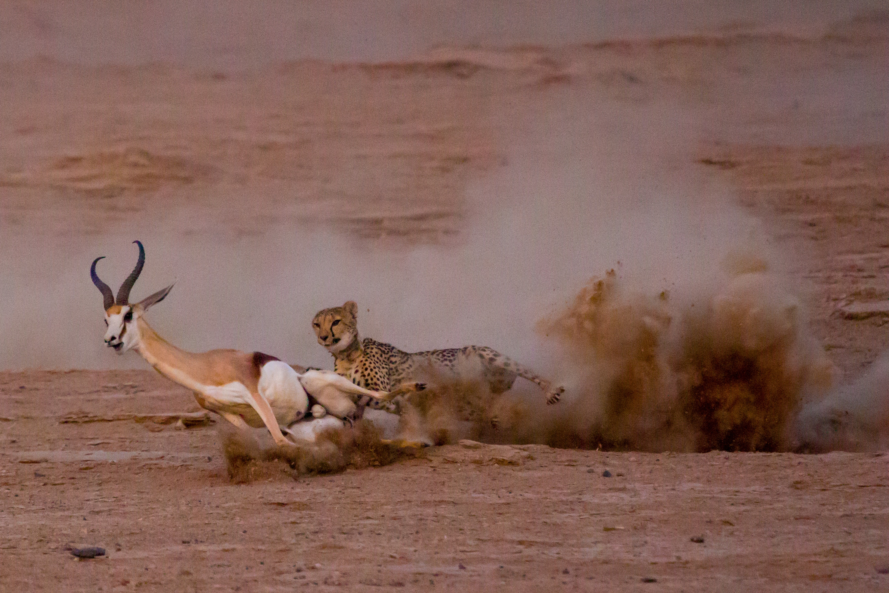 Phenomenal Sequence of a Cheetah Taking Down a Springbok