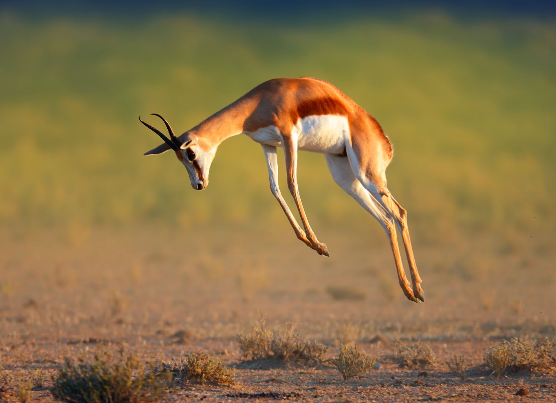 Springbok Facts | What Is A Springbok? | DK Find Out