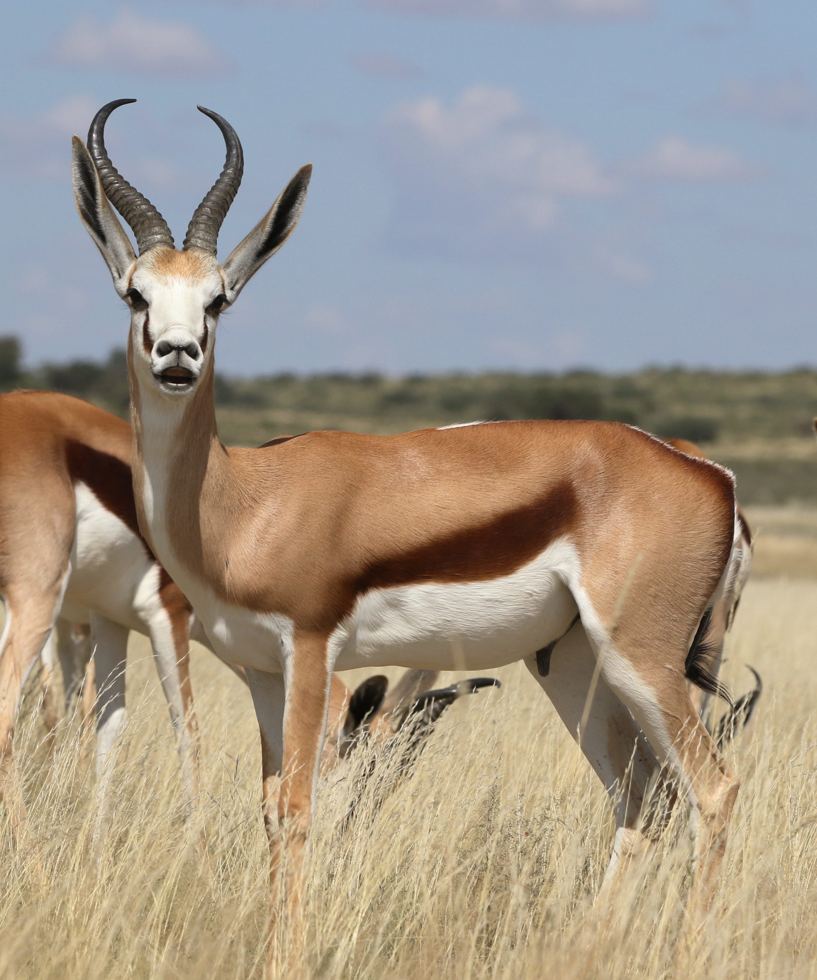 File:Springbok, Antidorcas marsupialis at Kgalagadi Transfrontier ...